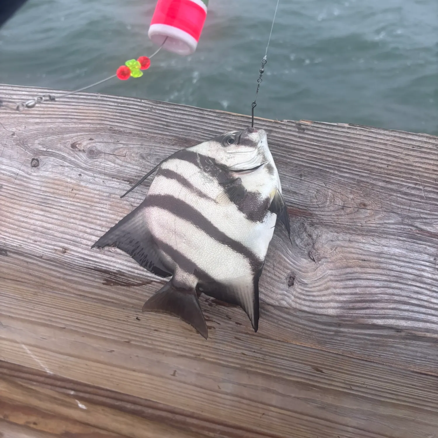 The most recent Atlantic spadefish catches on Fishbrain