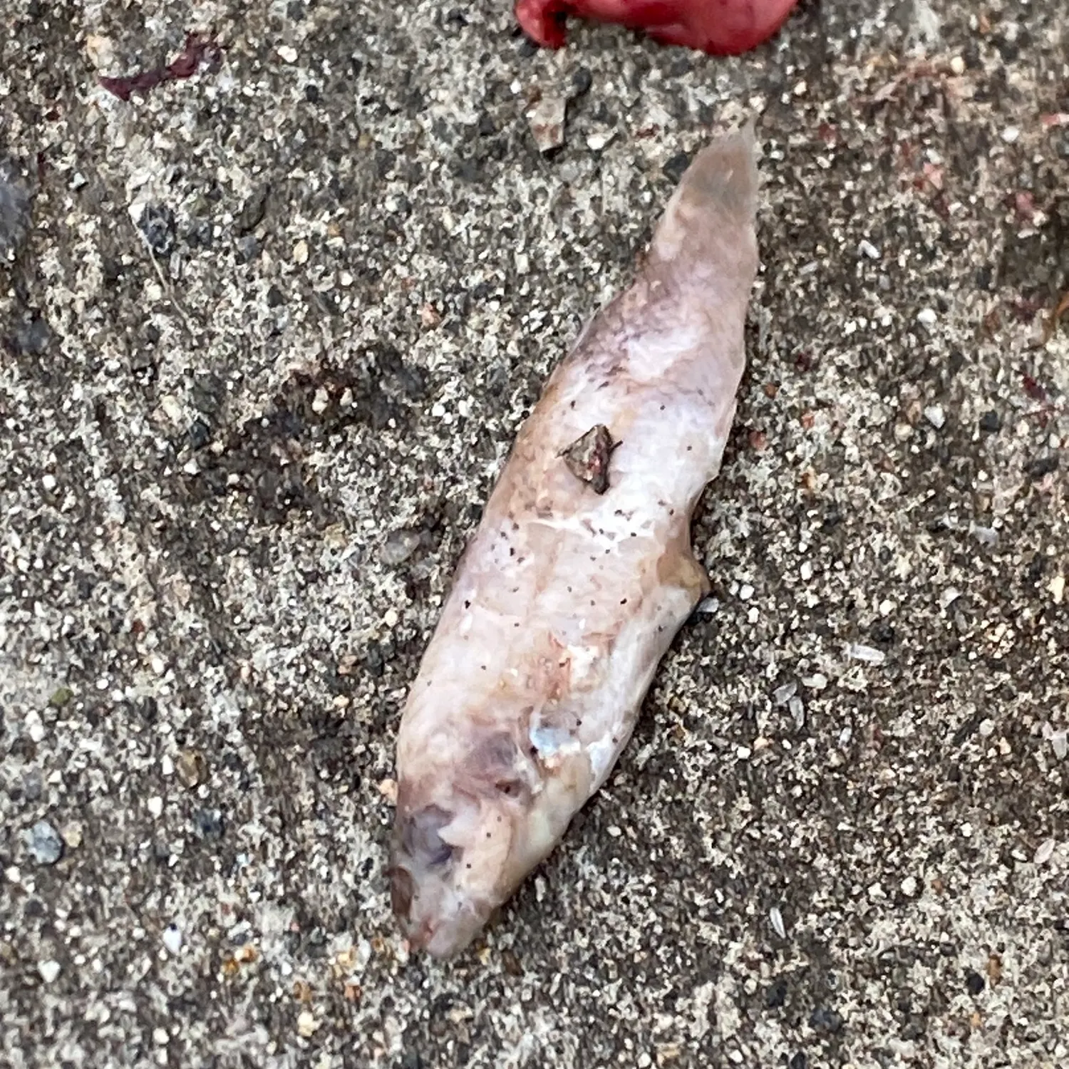 The most recent Atlantic pollock catches on Fishbrain