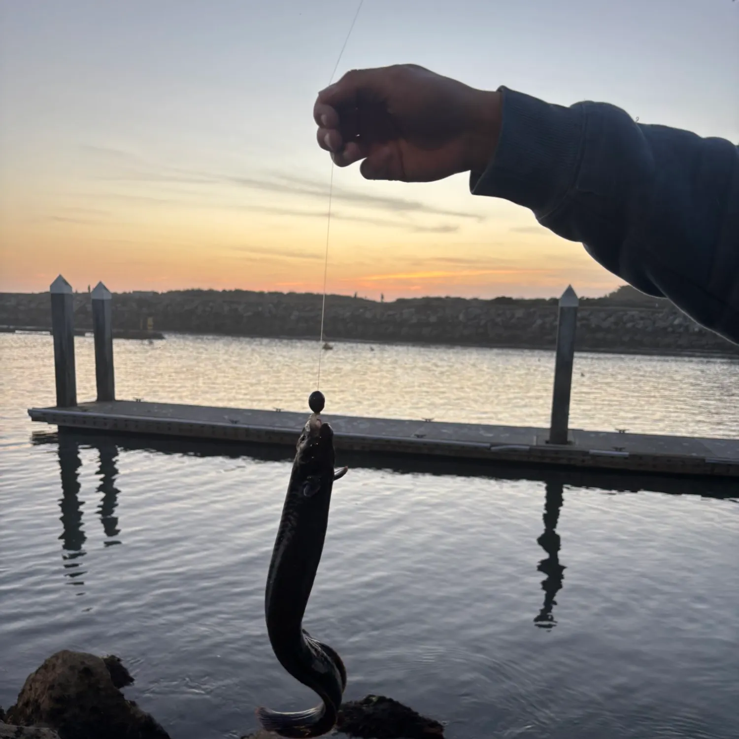 The most recent Monkeyface prickleback catches on Fishbrain