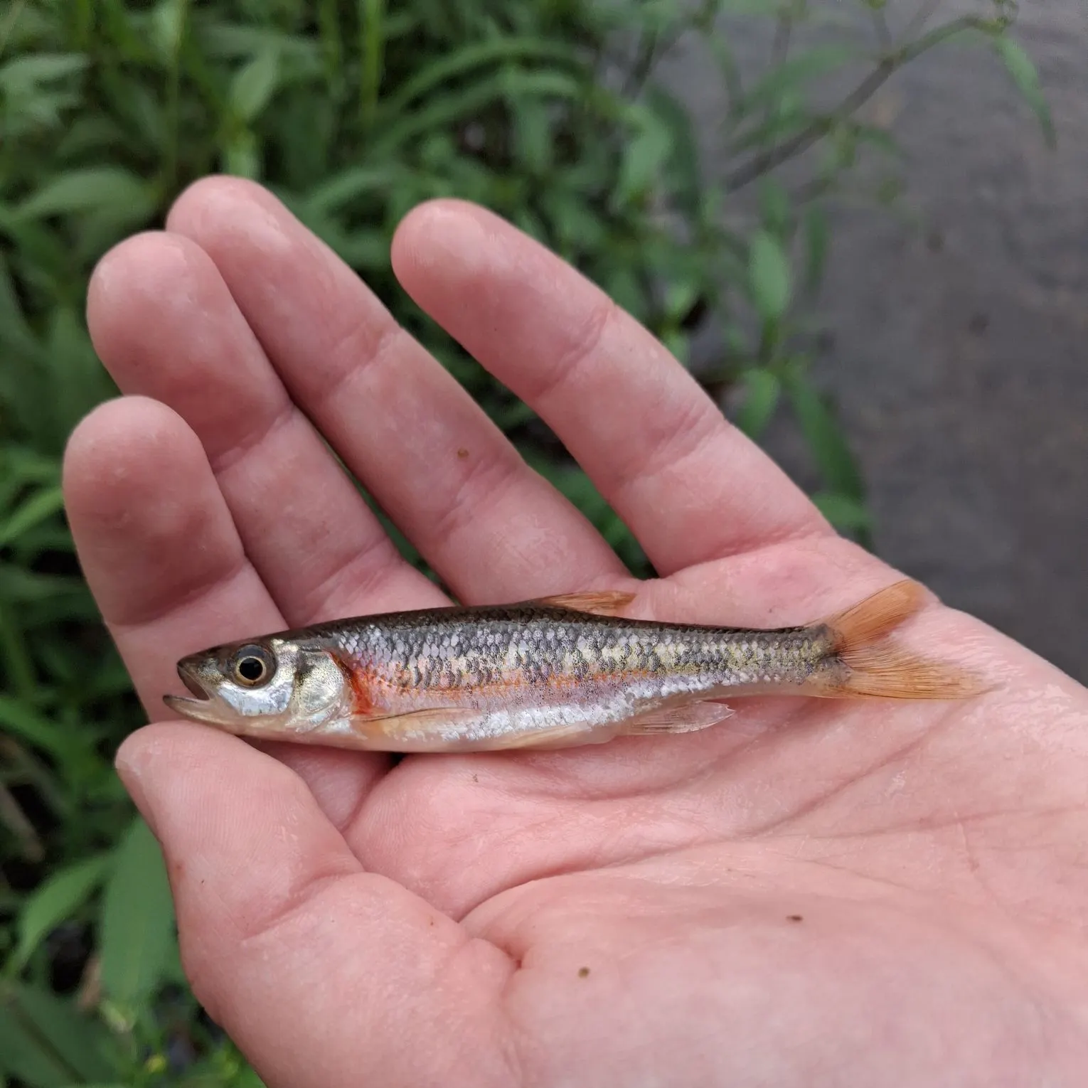 The most recent Redside dace catches on Fishbrain