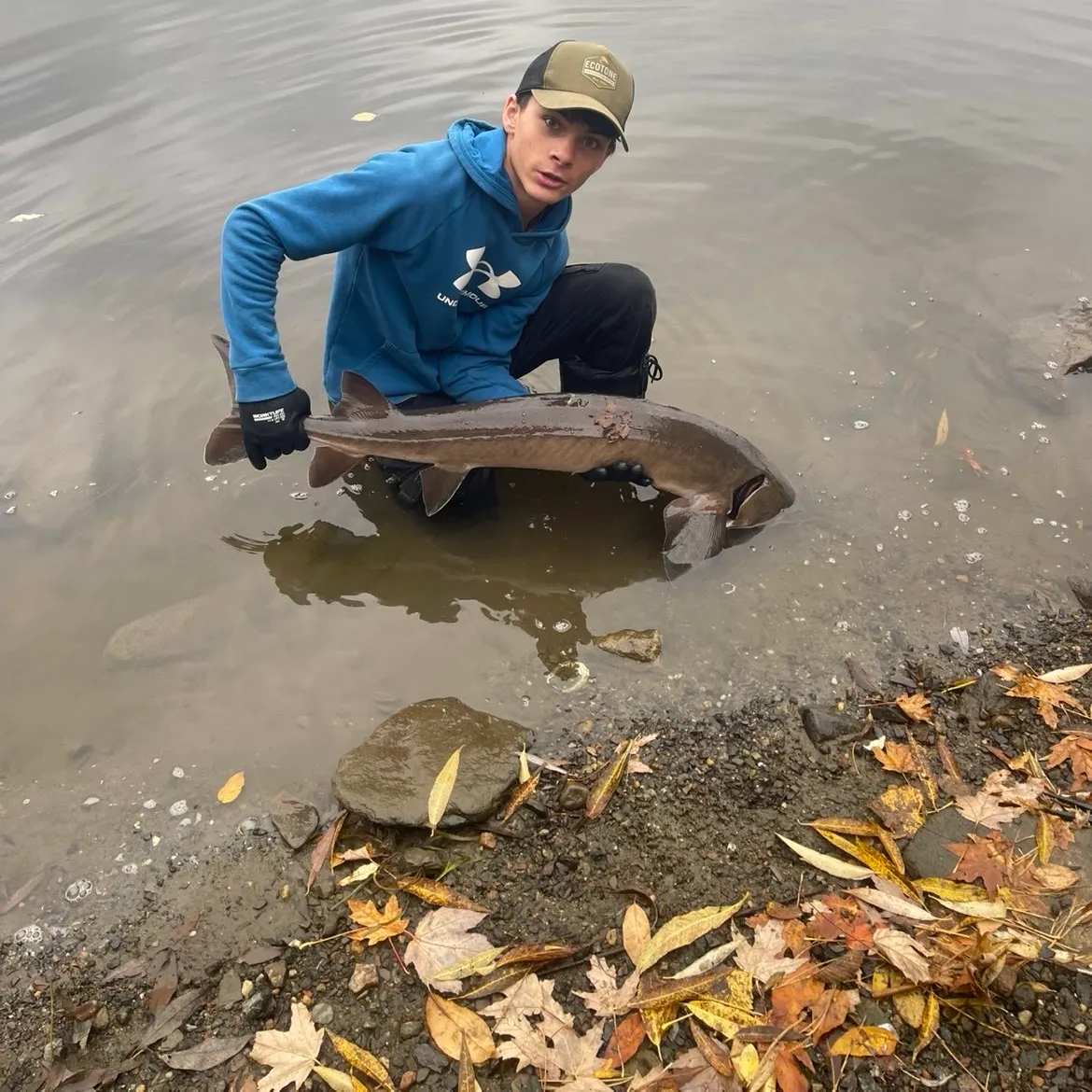 Lake sturgeon caught on Fishbrain