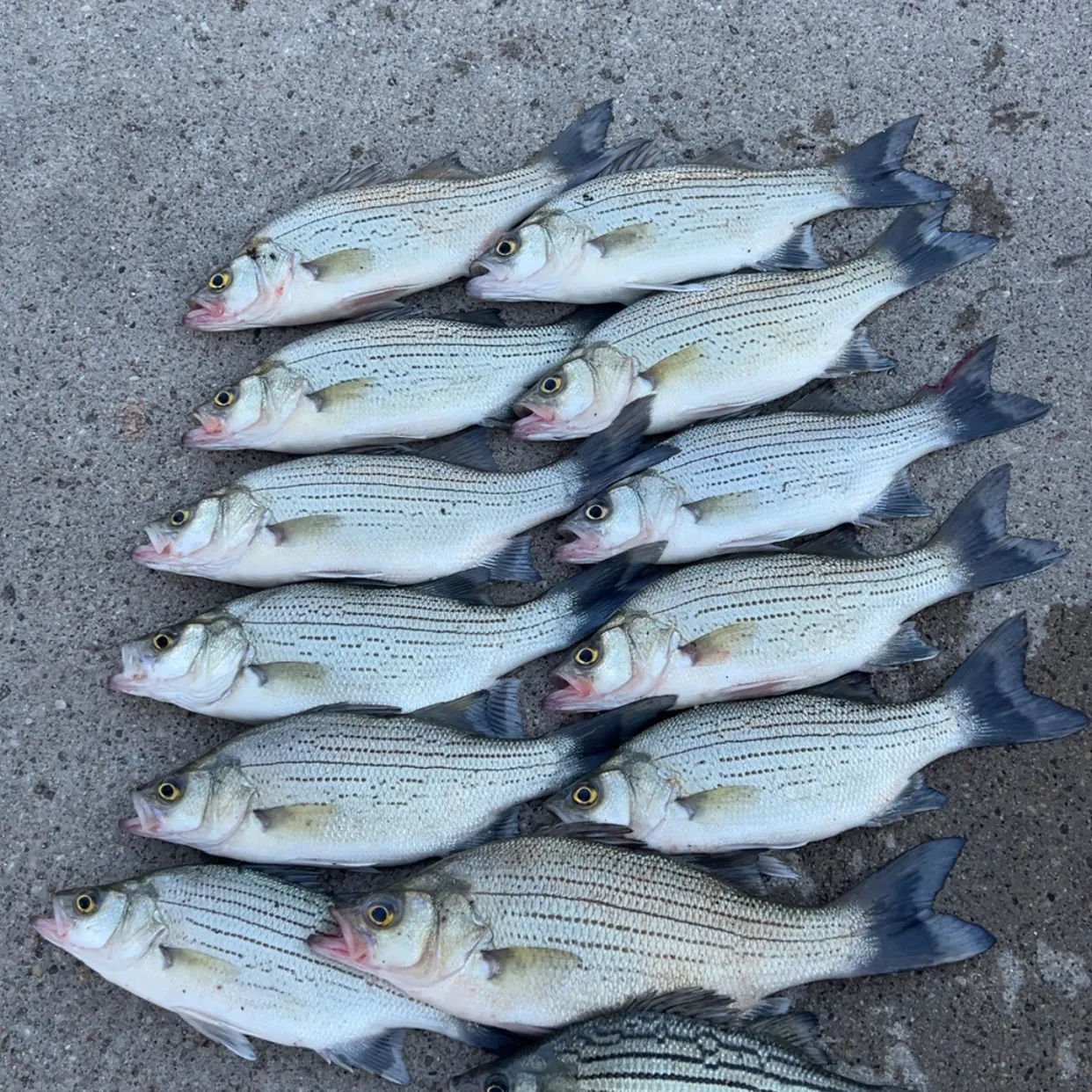 Wiper caught on Fishbrain