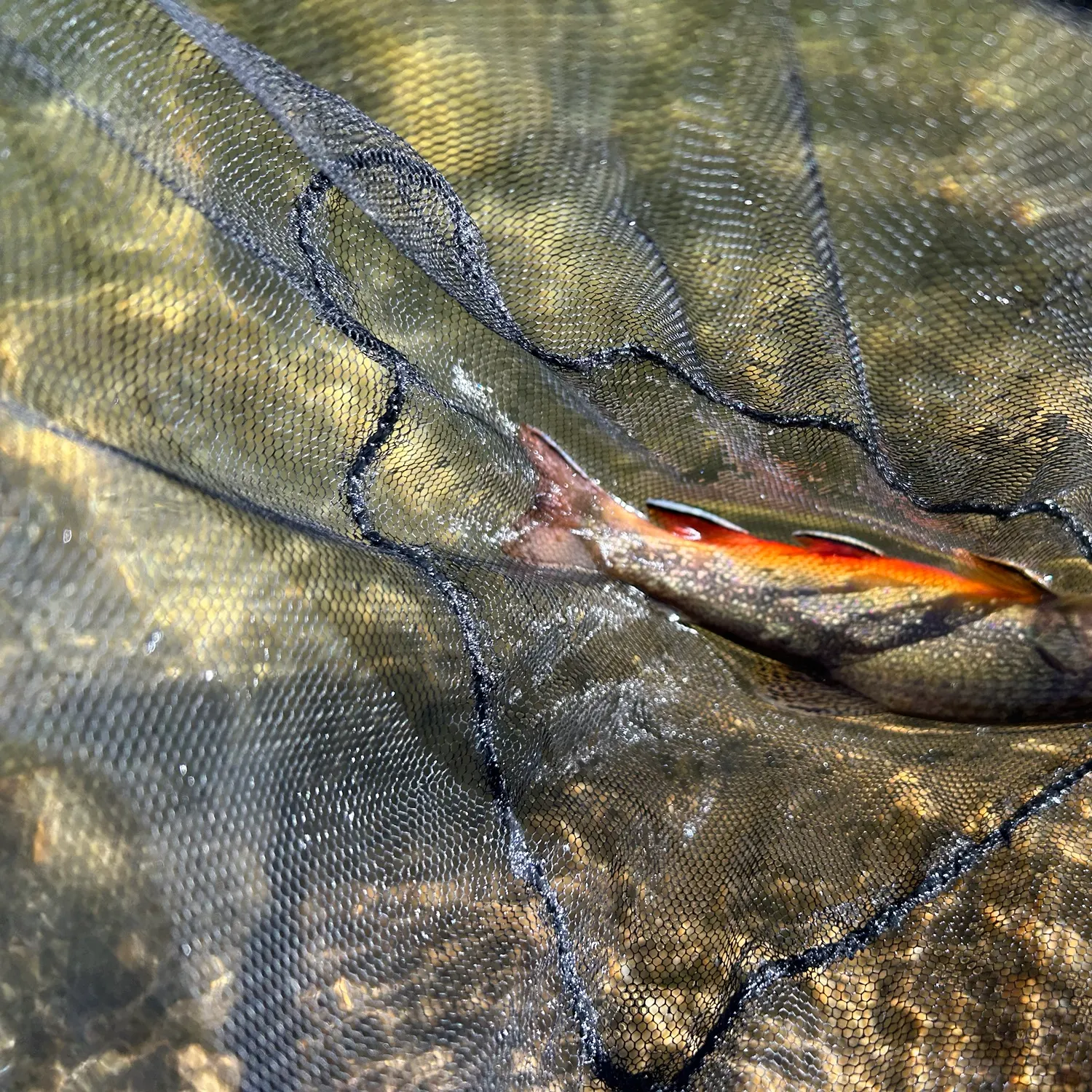 Brook trout caught on Fishbrain