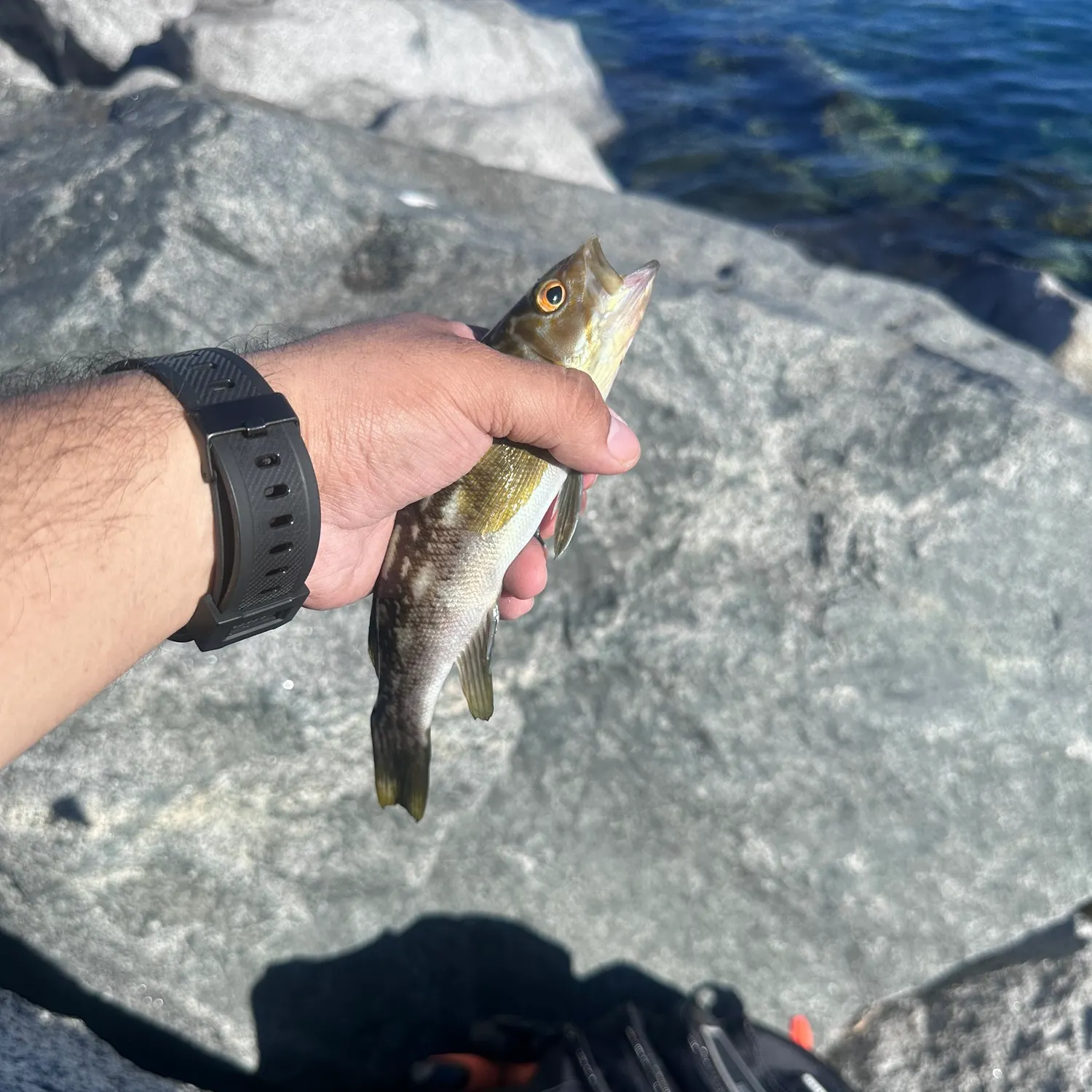 The most recent Kelp bass catches on Fishbrain