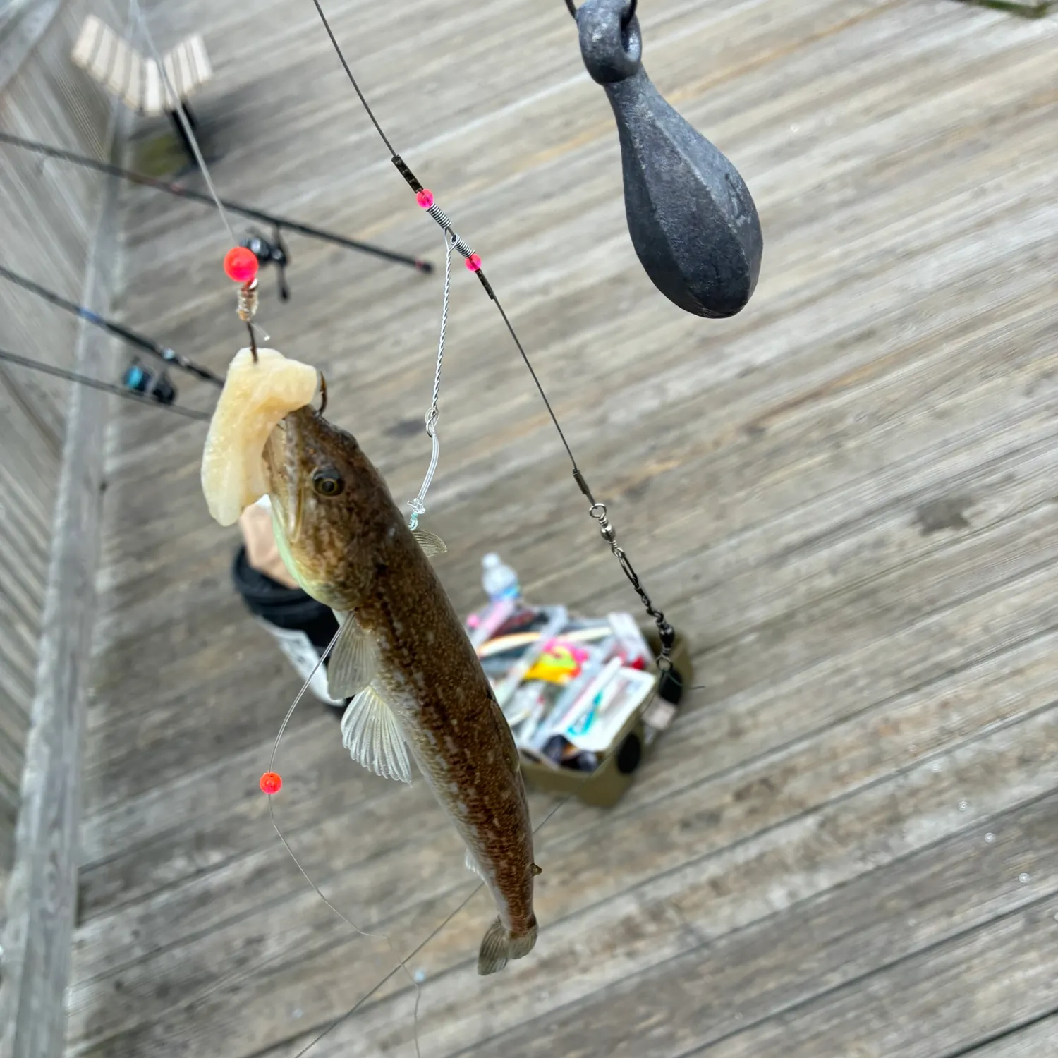 Inshore lizardfish caught on Fishbrain