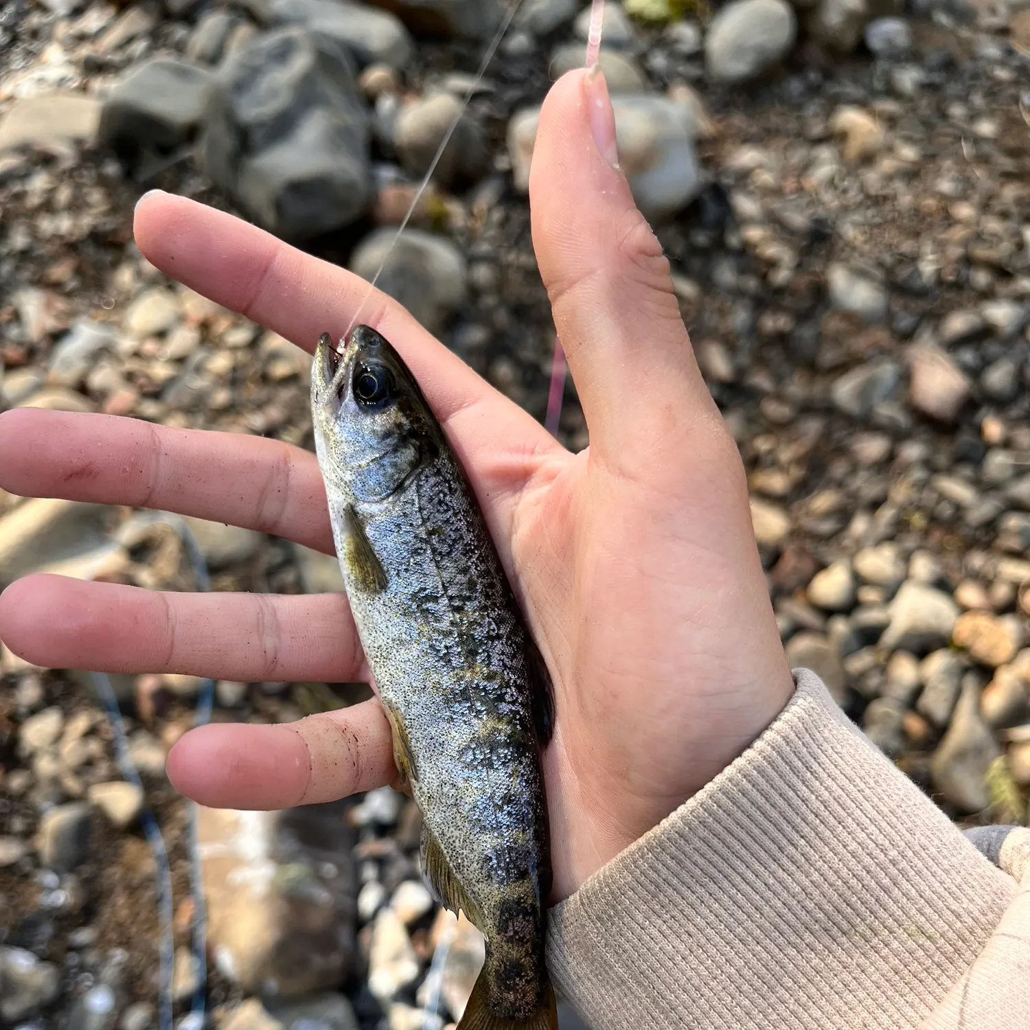 The most recent Chinook salmon catches on Fishbrain