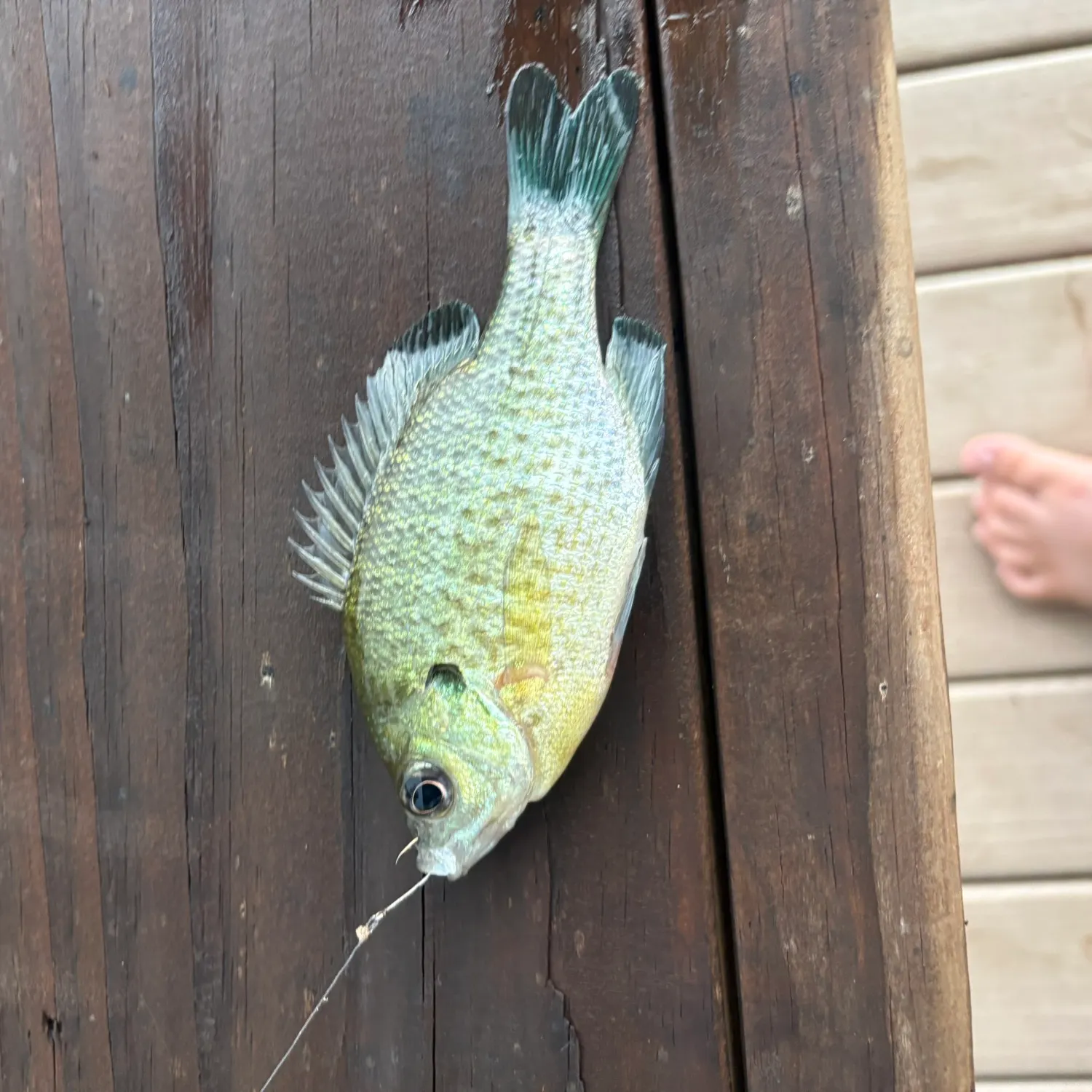 Bluegill caught on Fishbrain