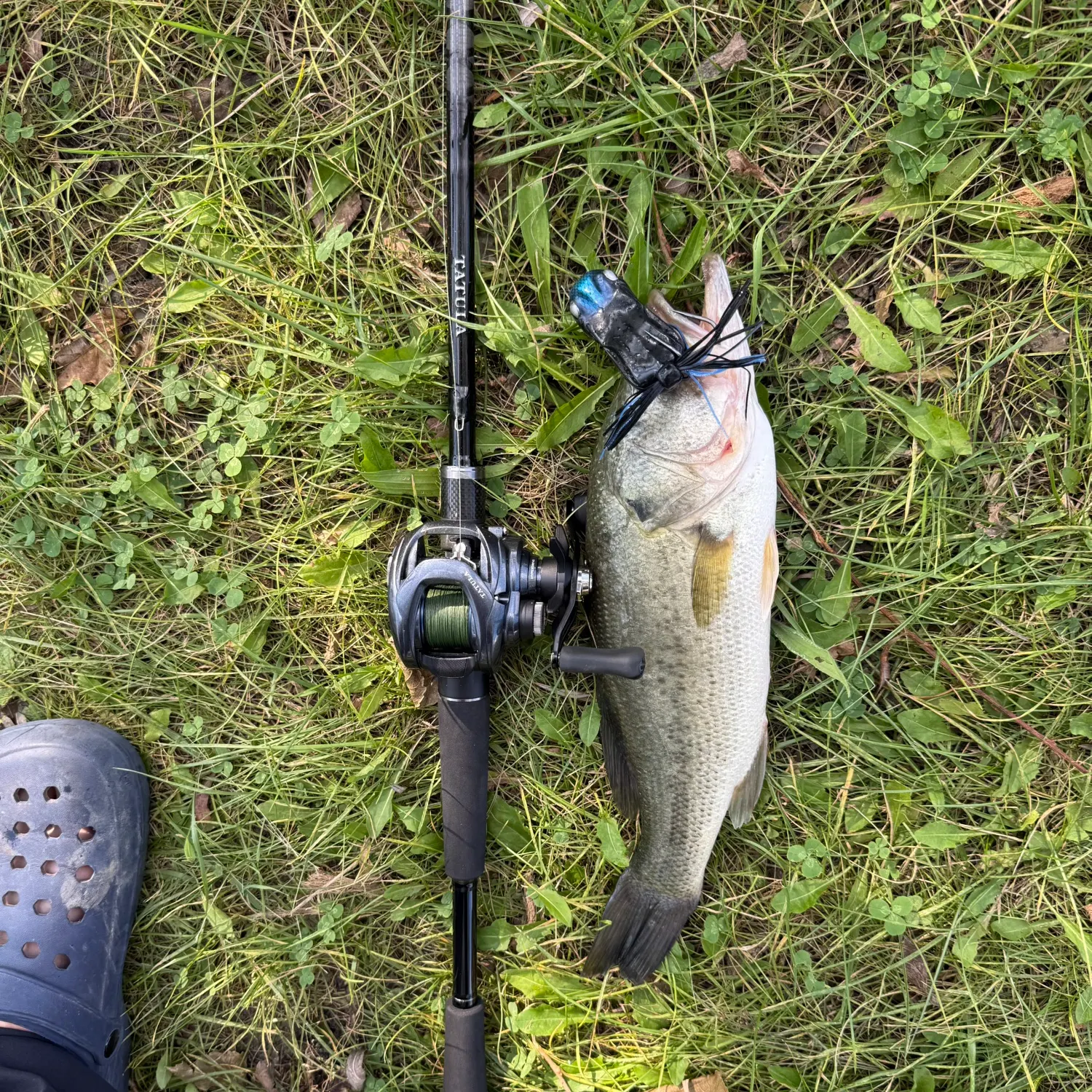 Fish caught on Fishbrain