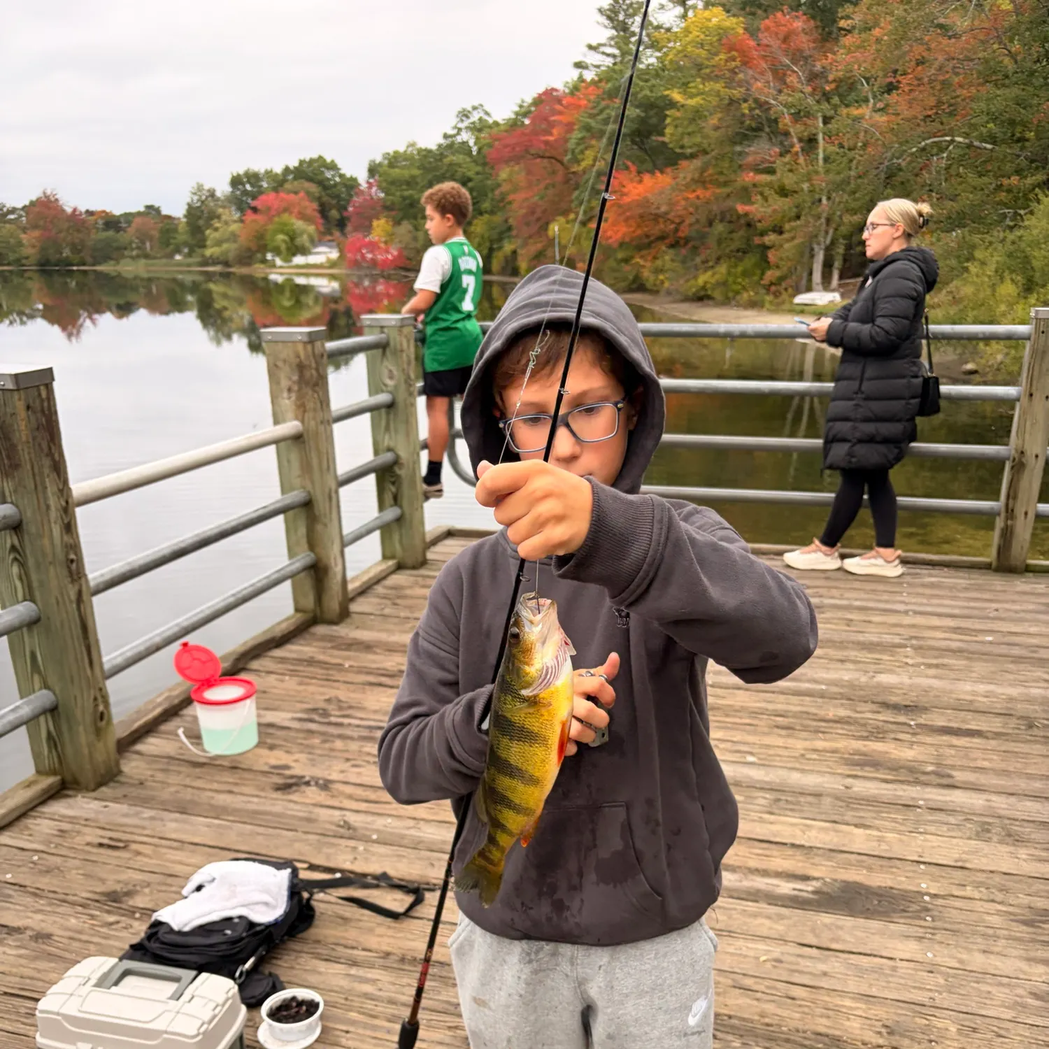 Yellow perch caught on Fishbrain