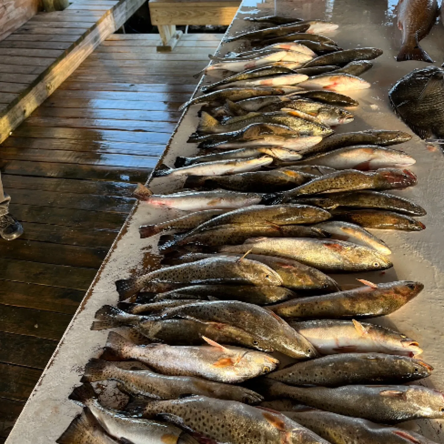 recently logged catches