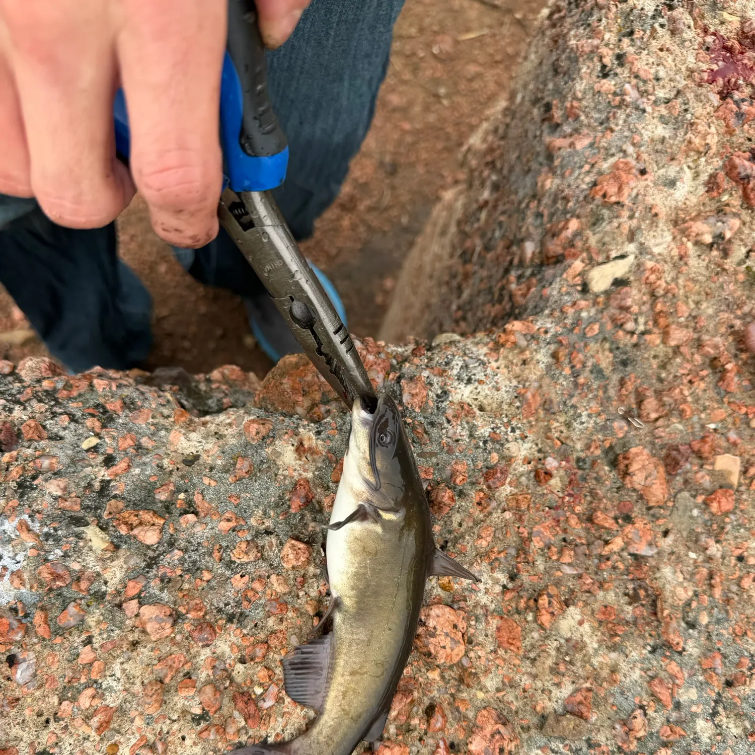 Fish caught on Fishbrain