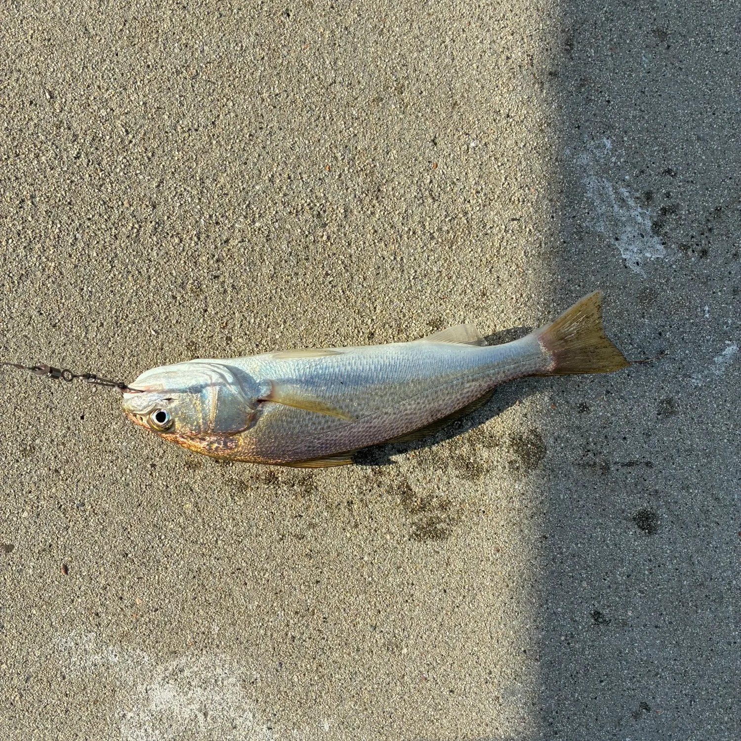 Yellowfin croaker caught on Fishbrain