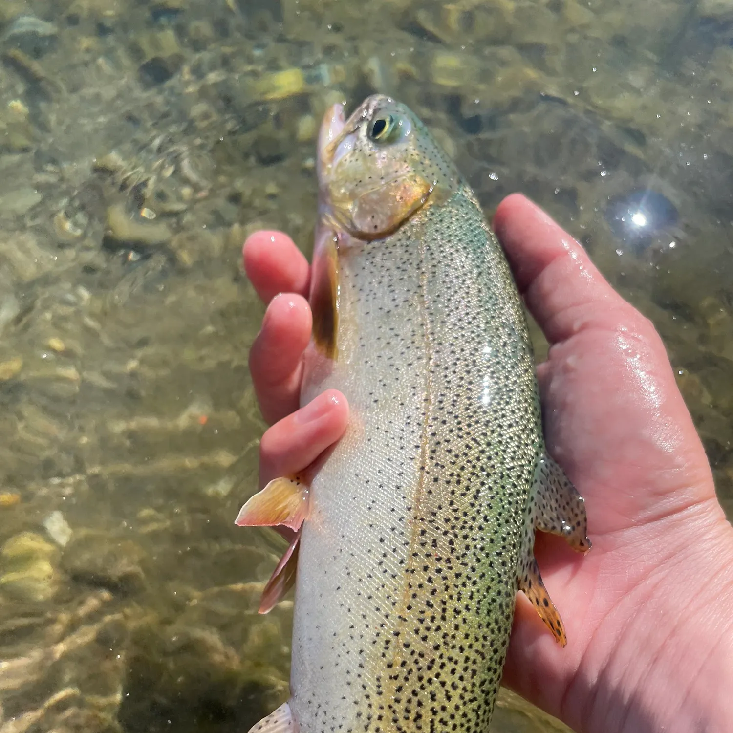 Cutthroat trout caught on Fishbrain