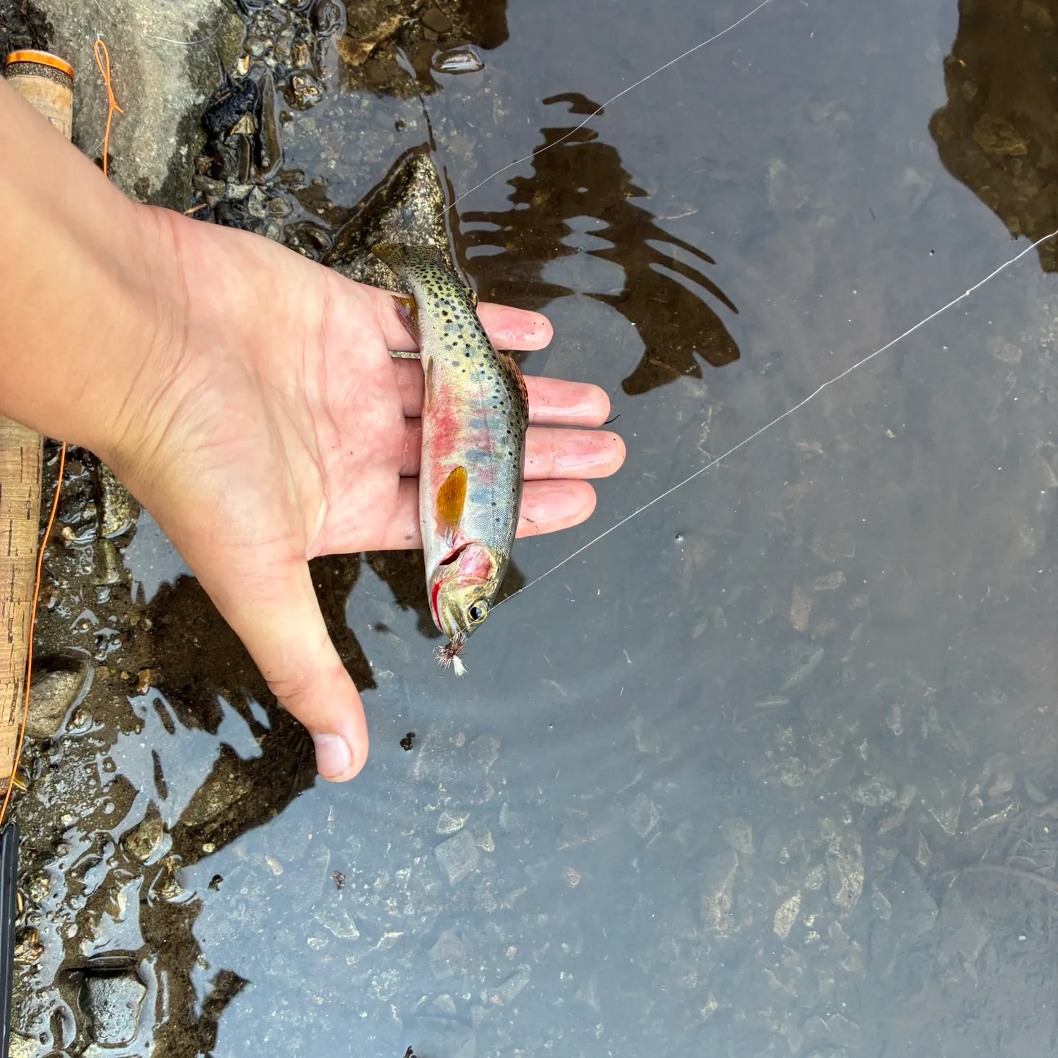 The most recent Westslope cutthroat trout catches on Fishbrain