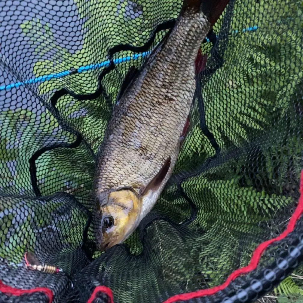 Ide caught on Fishbrain
