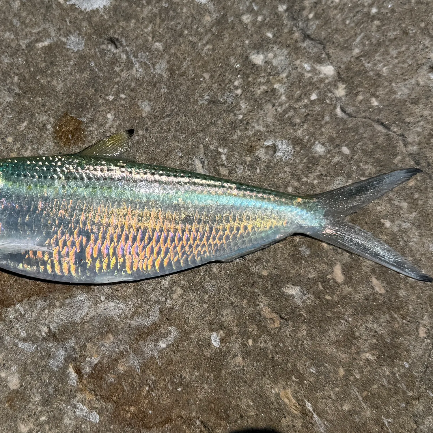 The most recent Atlantic thread herring catches on Fishbrain