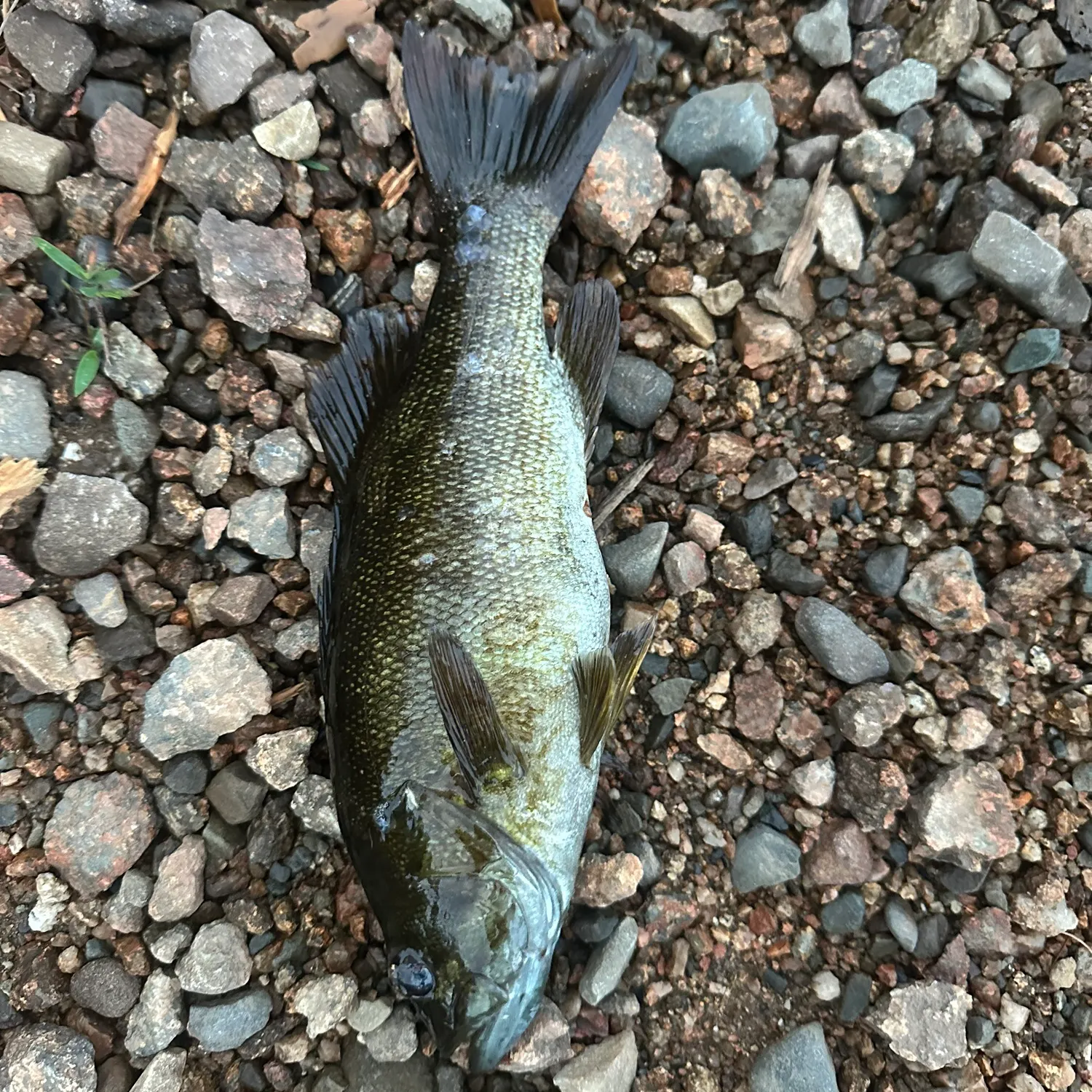 Smallmouth bass caught on Fishbrain