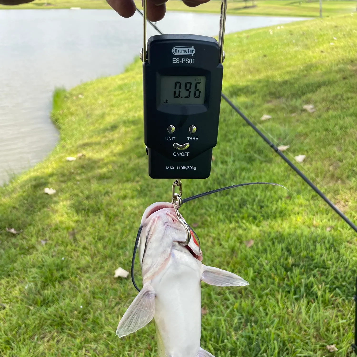 Channel catfish caught on Fishbrain