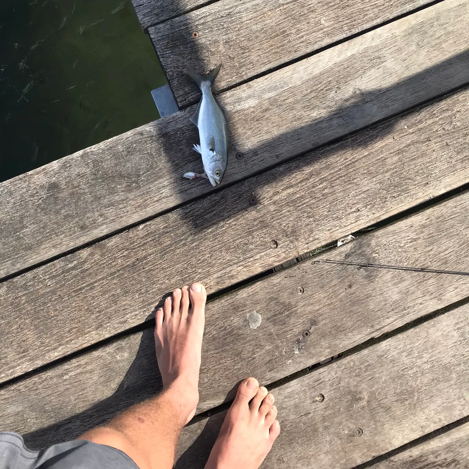 angler catch