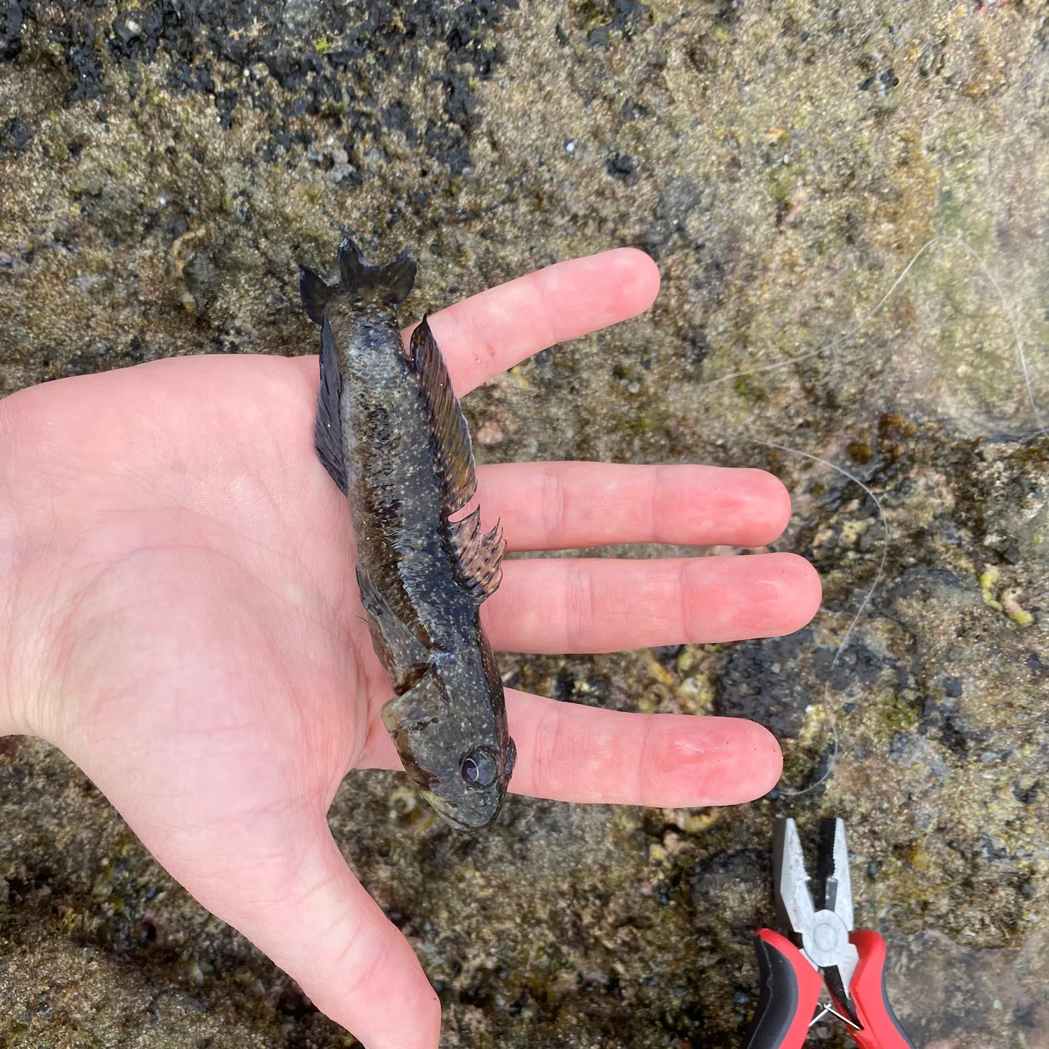 The most recent Giant goby catches on Fishbrain