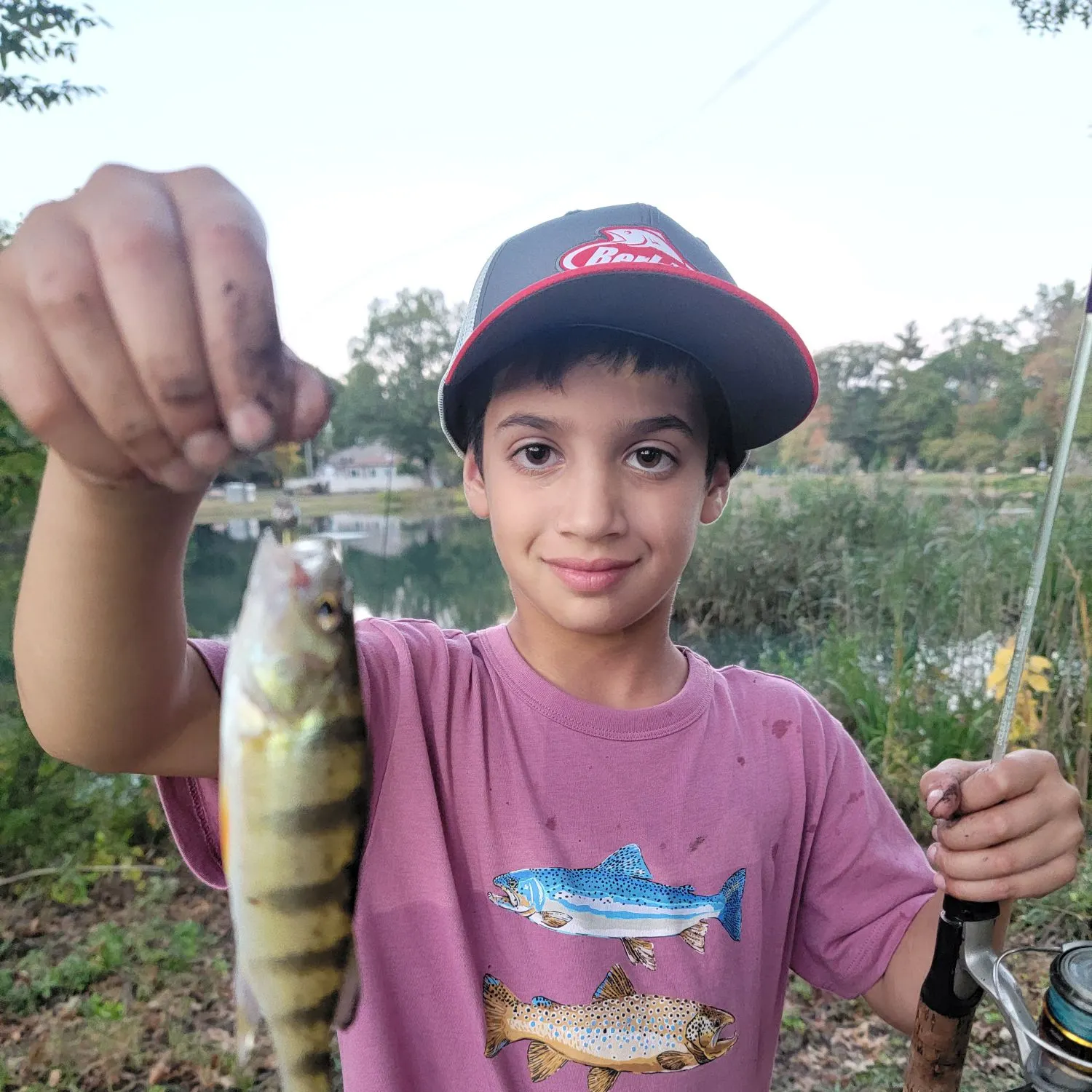 Yellow perch caught on Fishbrain