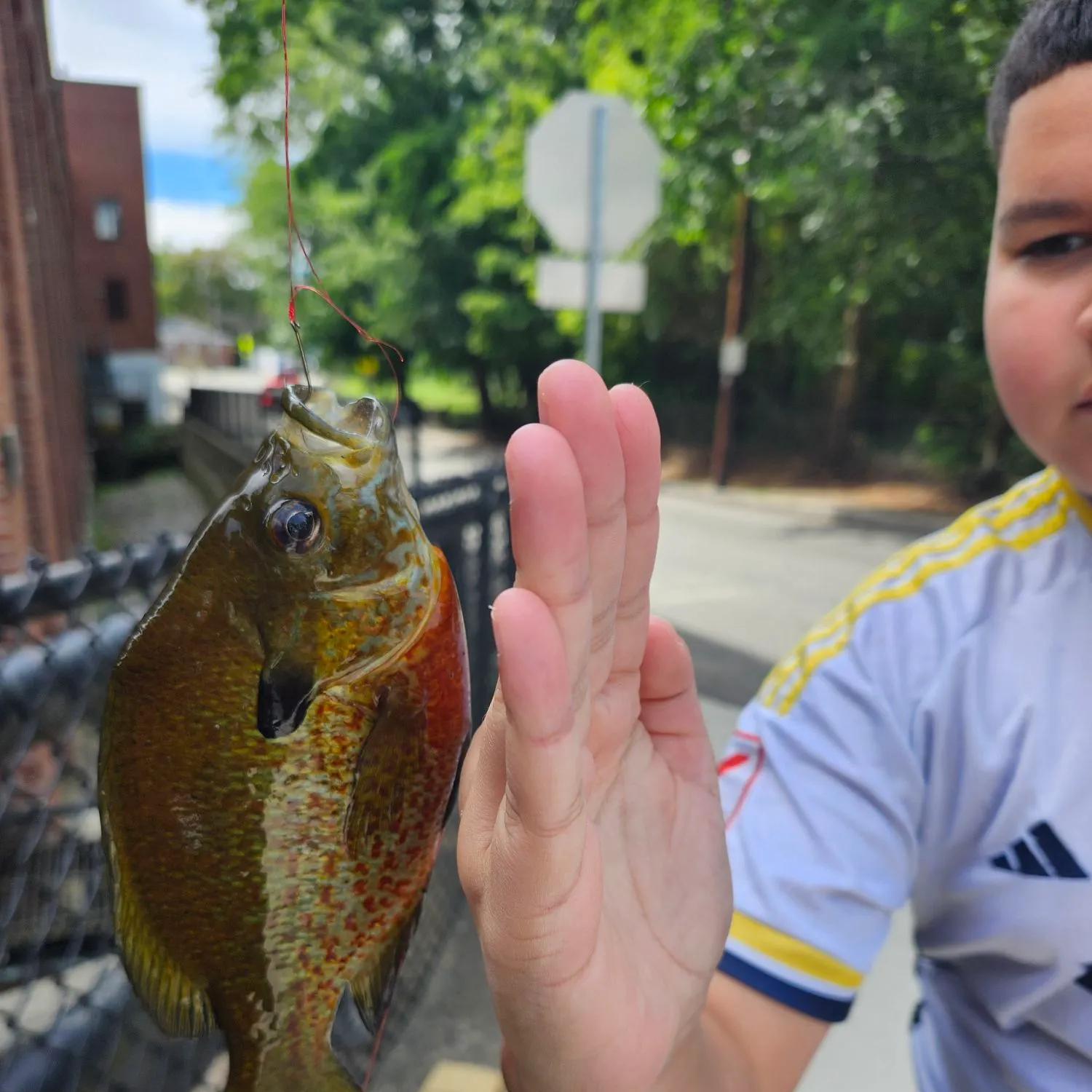 Redbreast sunfish caught on Fishbrain