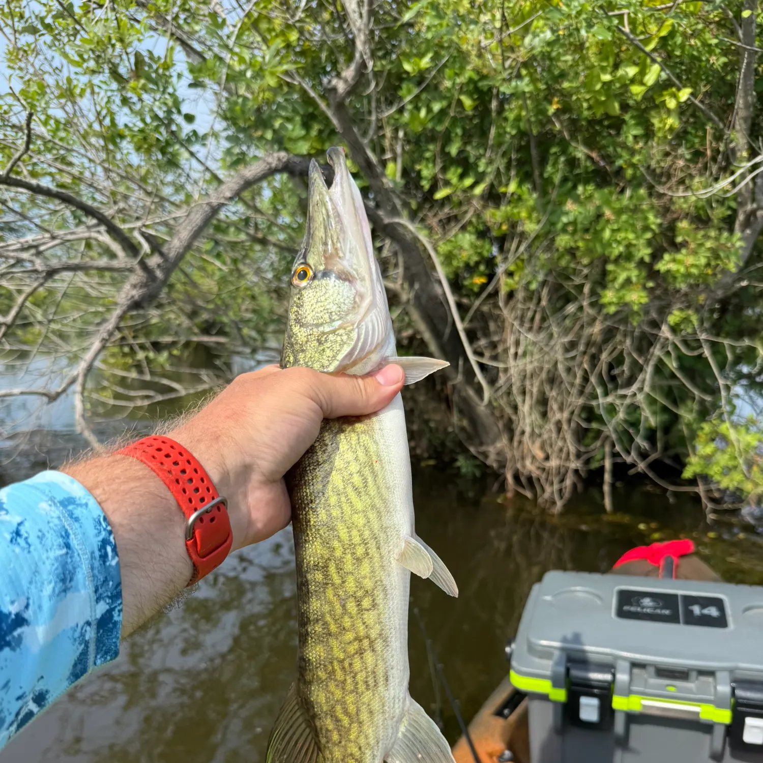 recently logged catches