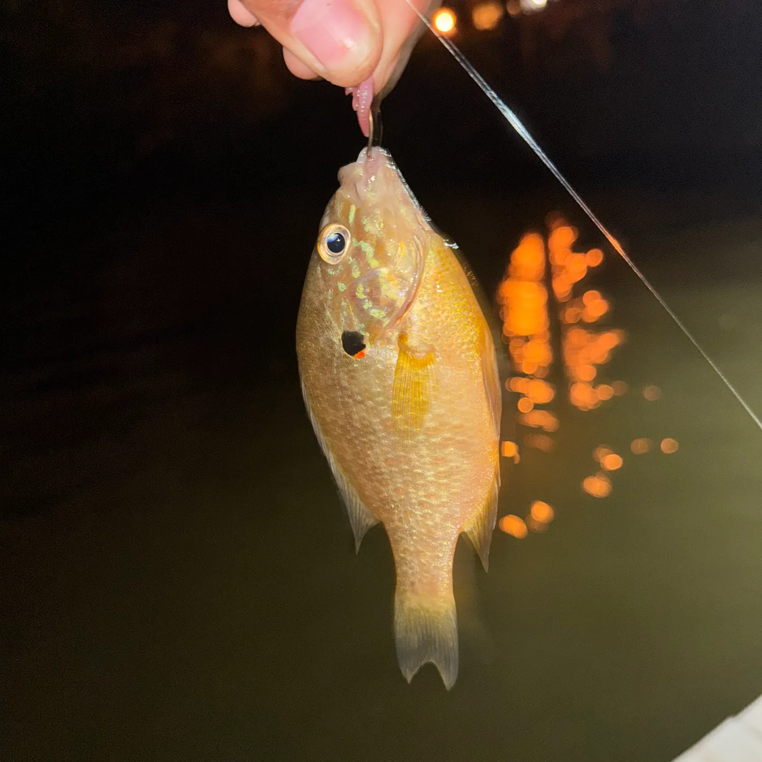 Bluegill caught on Fishbrain