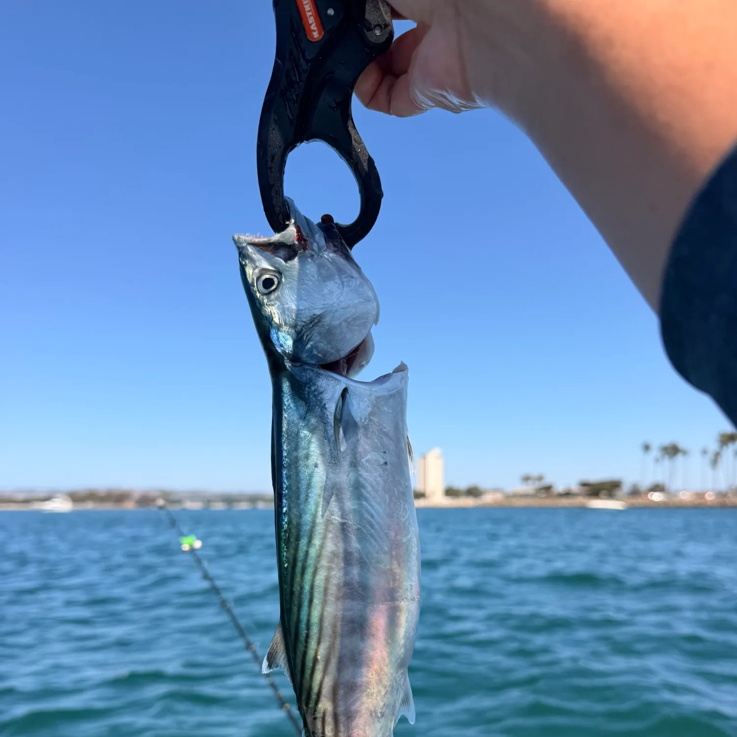 Pacific bonito caught on Fishbrain
