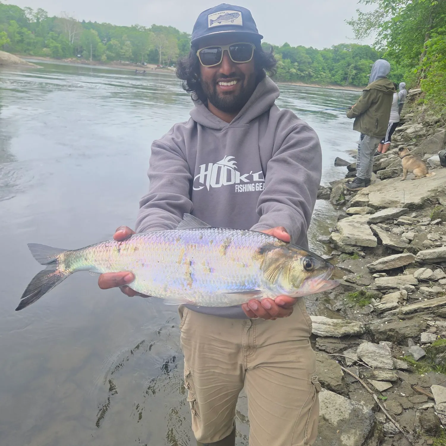 The most recent American shad catches on Fishbrain