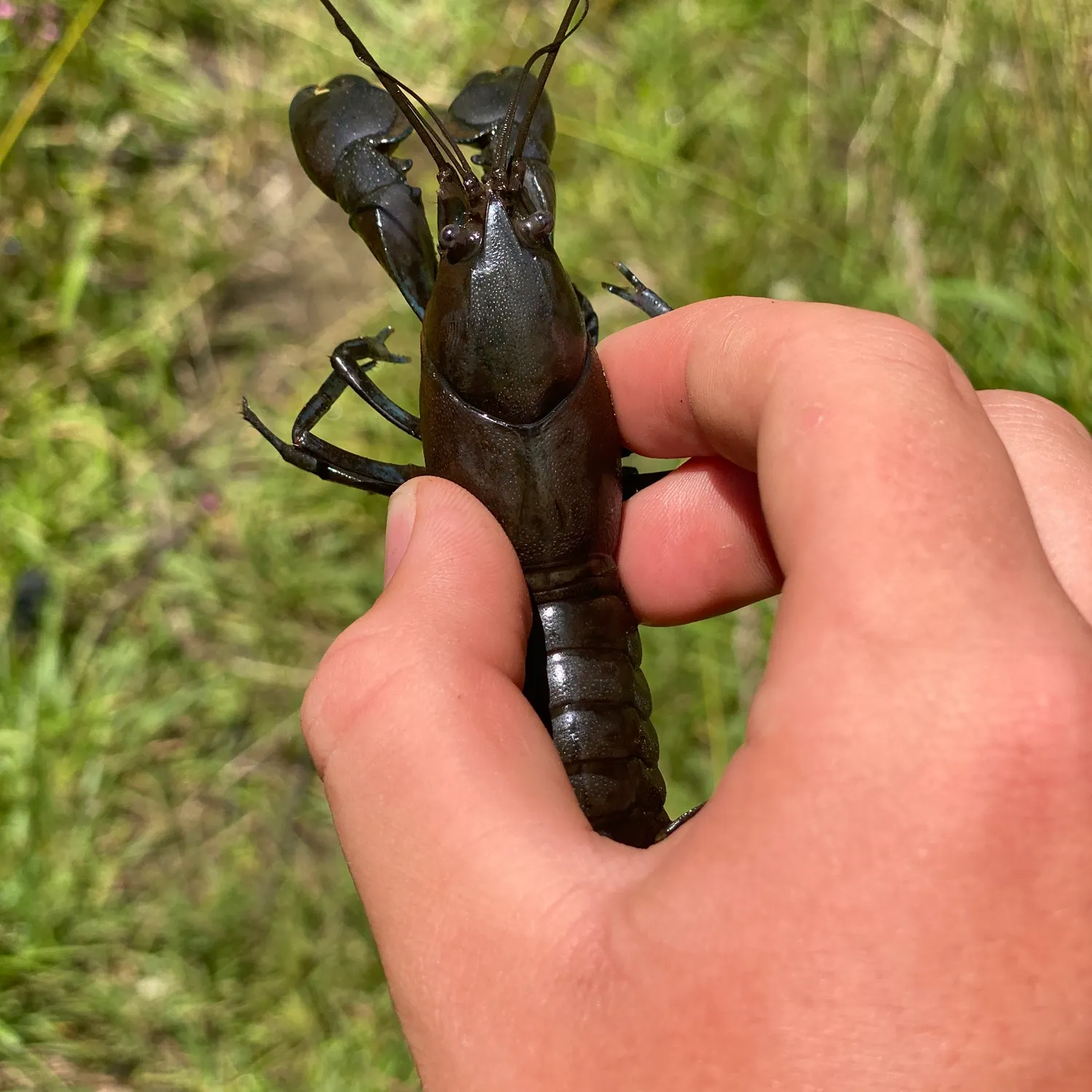 The most recent Common yabby catches on Fishbrain