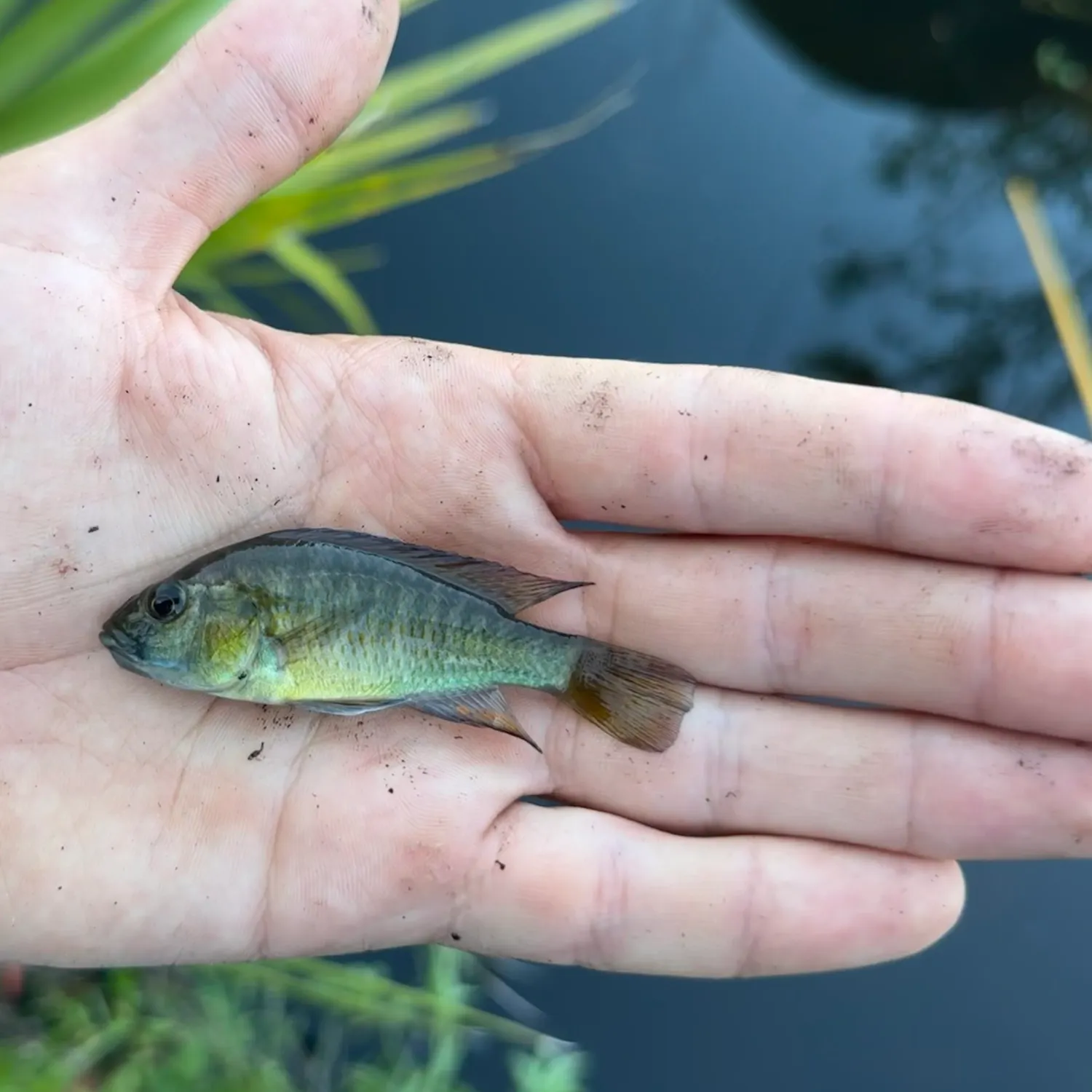 angler catch