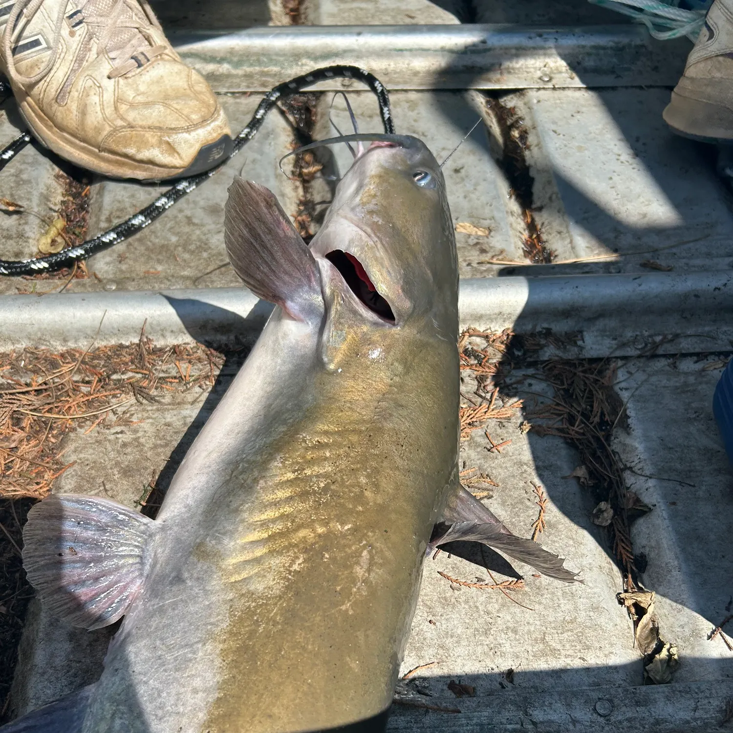 Blue catfish caught on Fishbrain