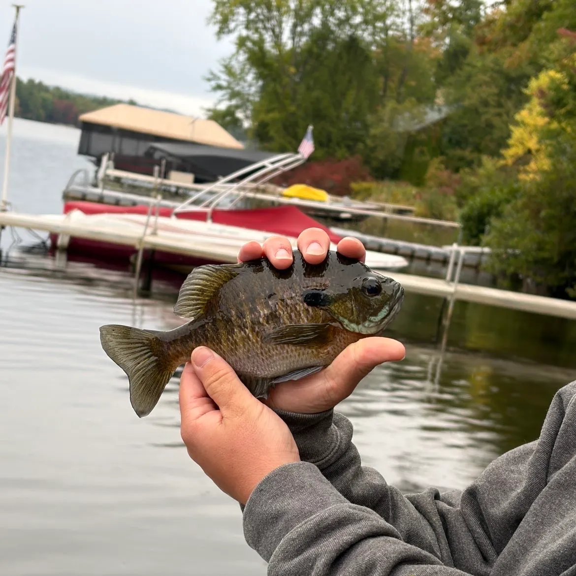 Bluegill caught on Fishbrain