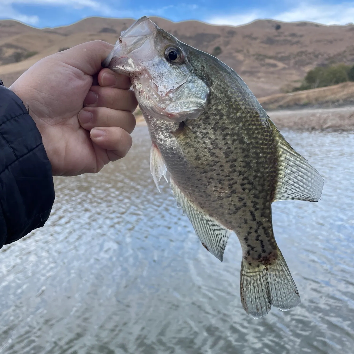 Black crappie caught on Fishbrain