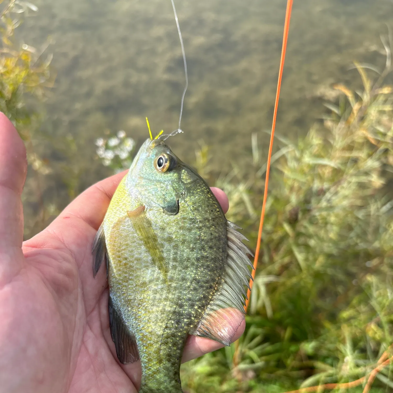 Bluegill caught on Fishbrain