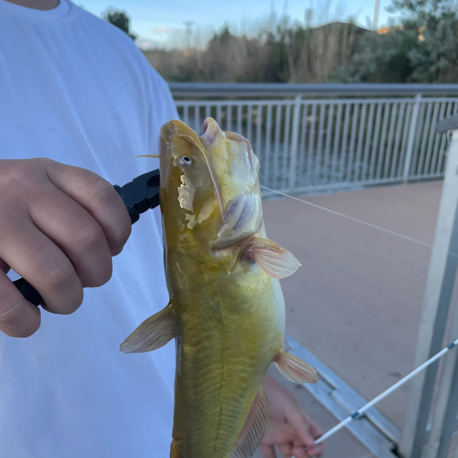 catch