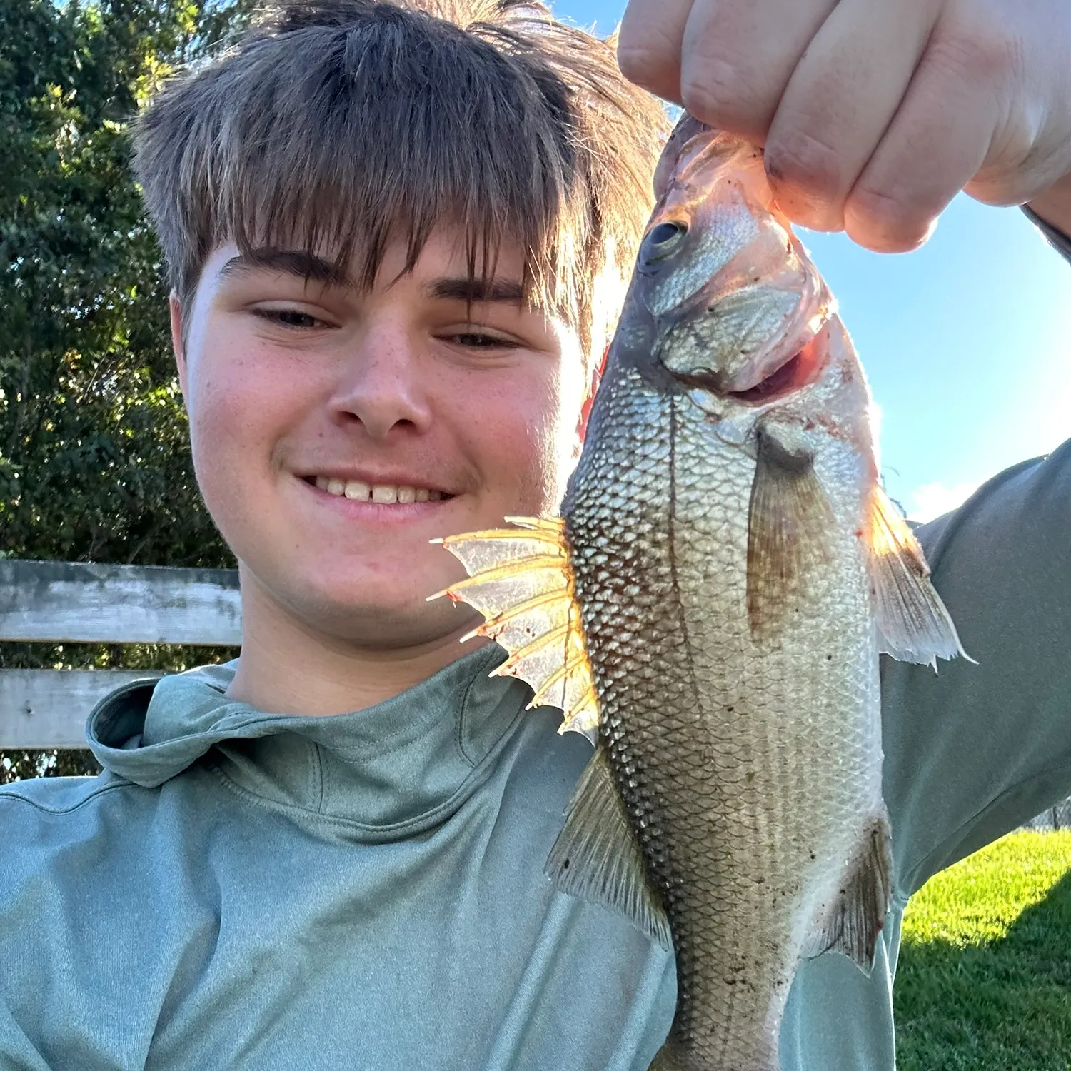 White perch caught on Fishbrain