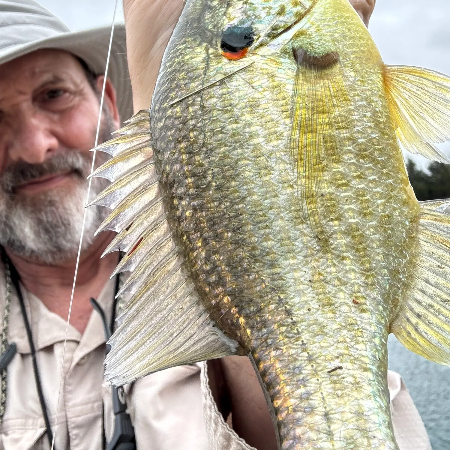 The most recent Redear sunfish catches on Fishbrain