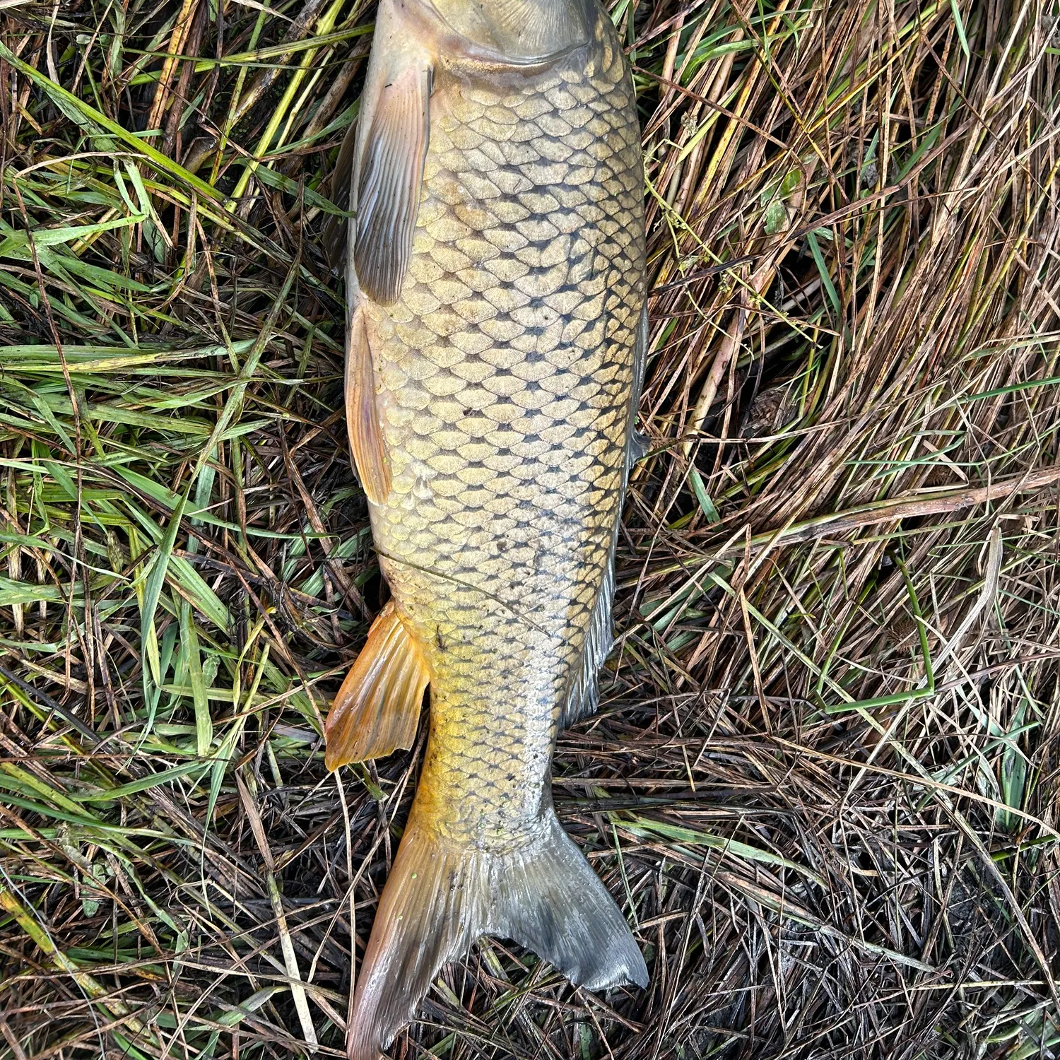 Common carp caught on Fishbrain