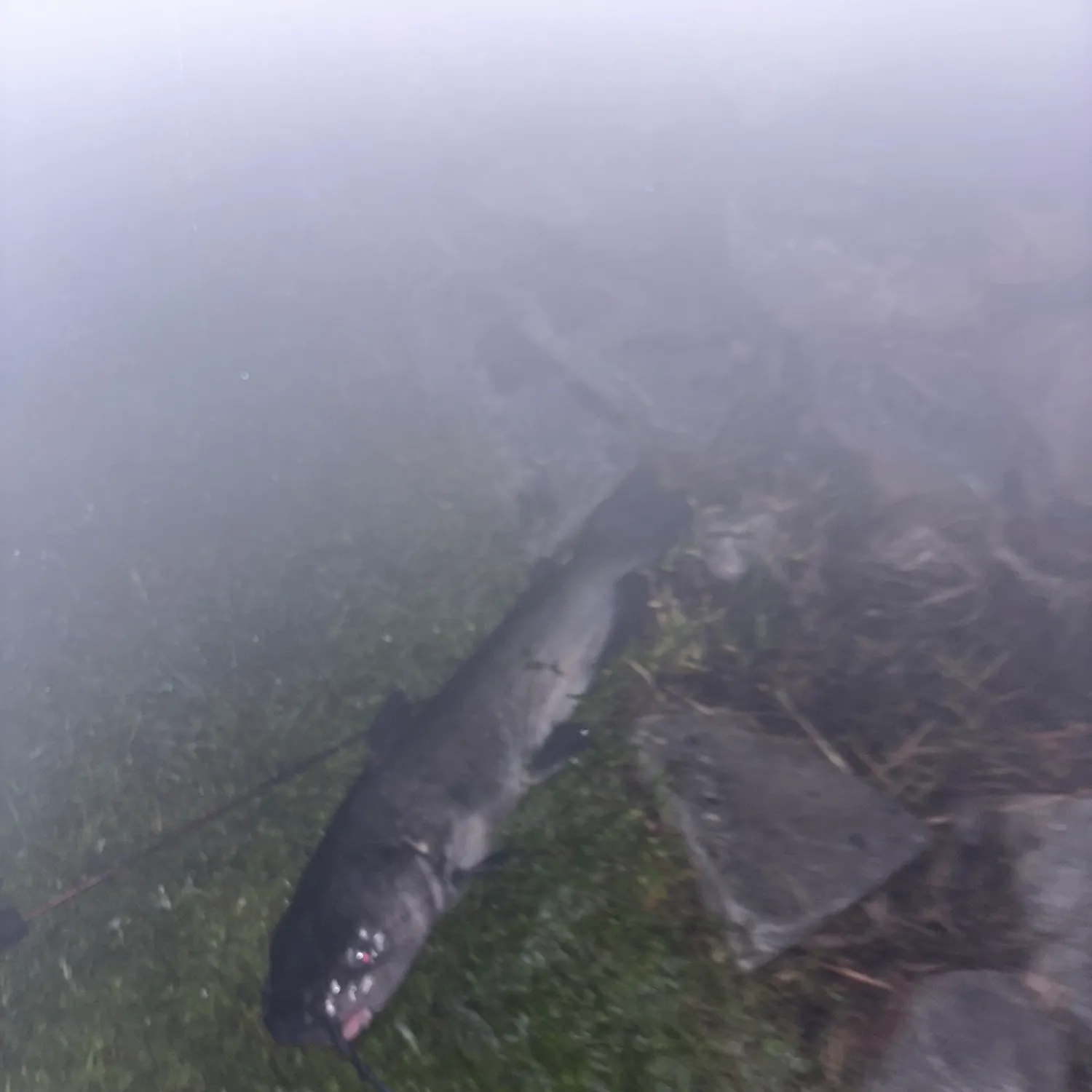 Blue catfish caught on Fishbrain