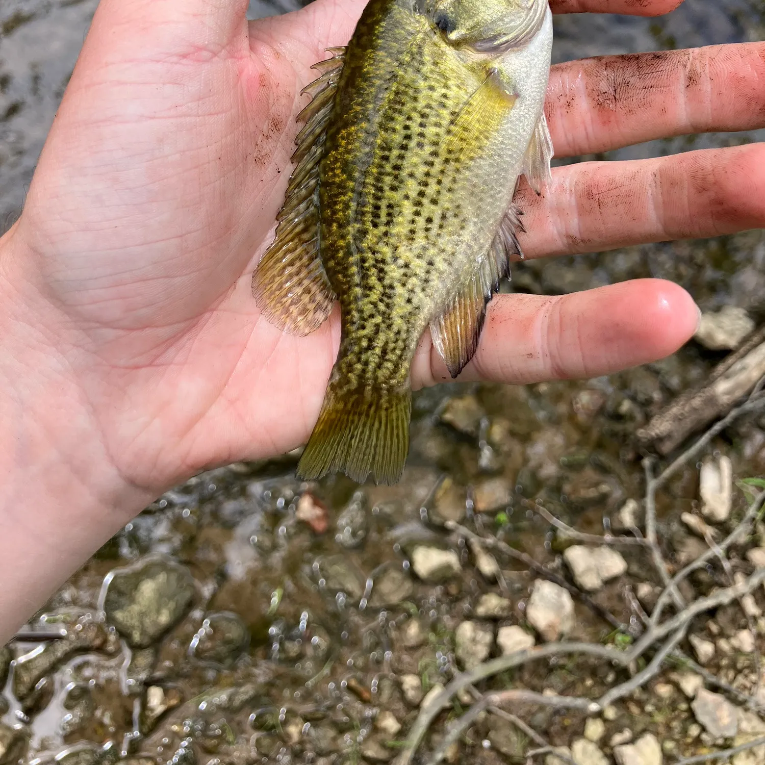 The most recent Rock bass catches on Fishbrain