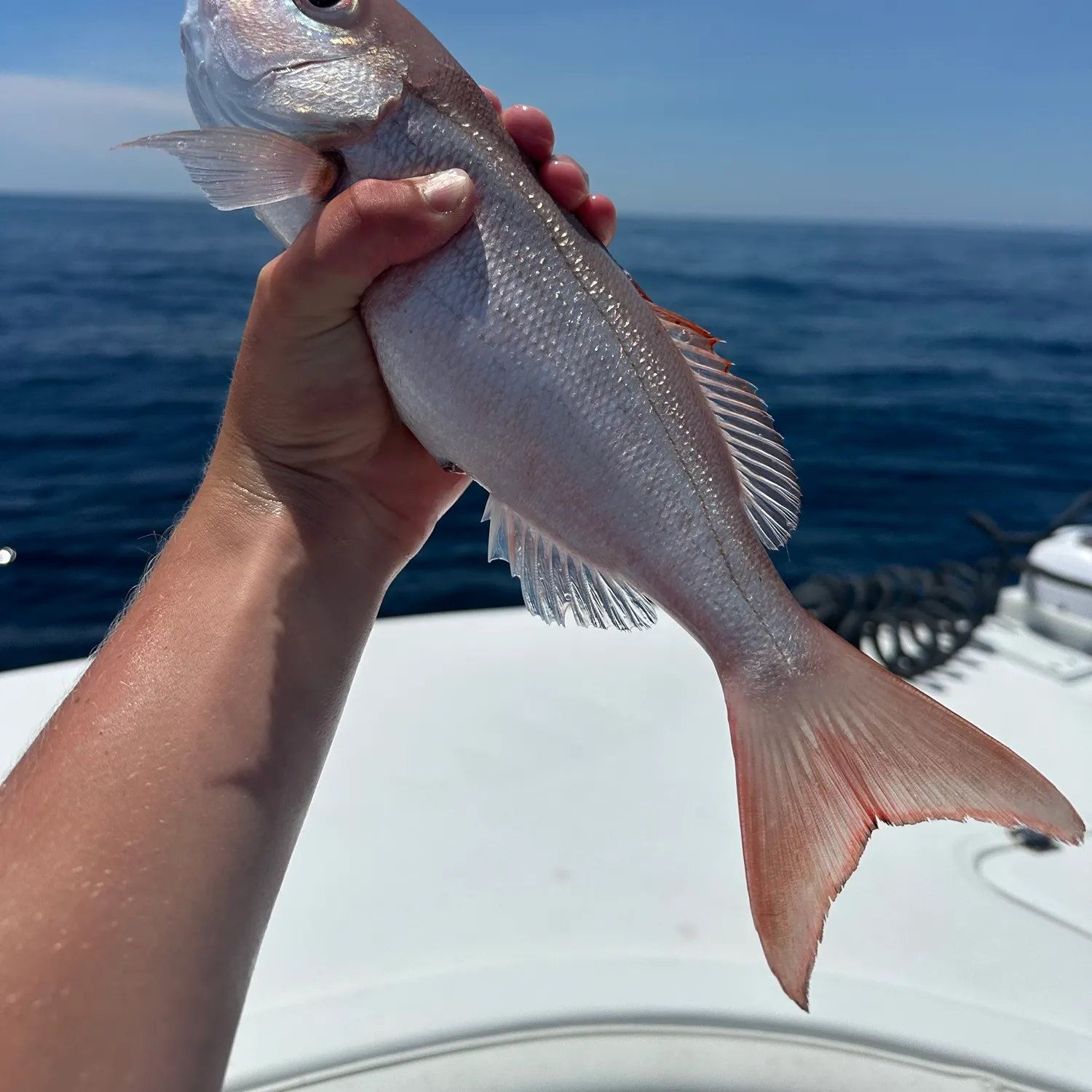 The most recent Vermilion snapper catches on Fishbrain
