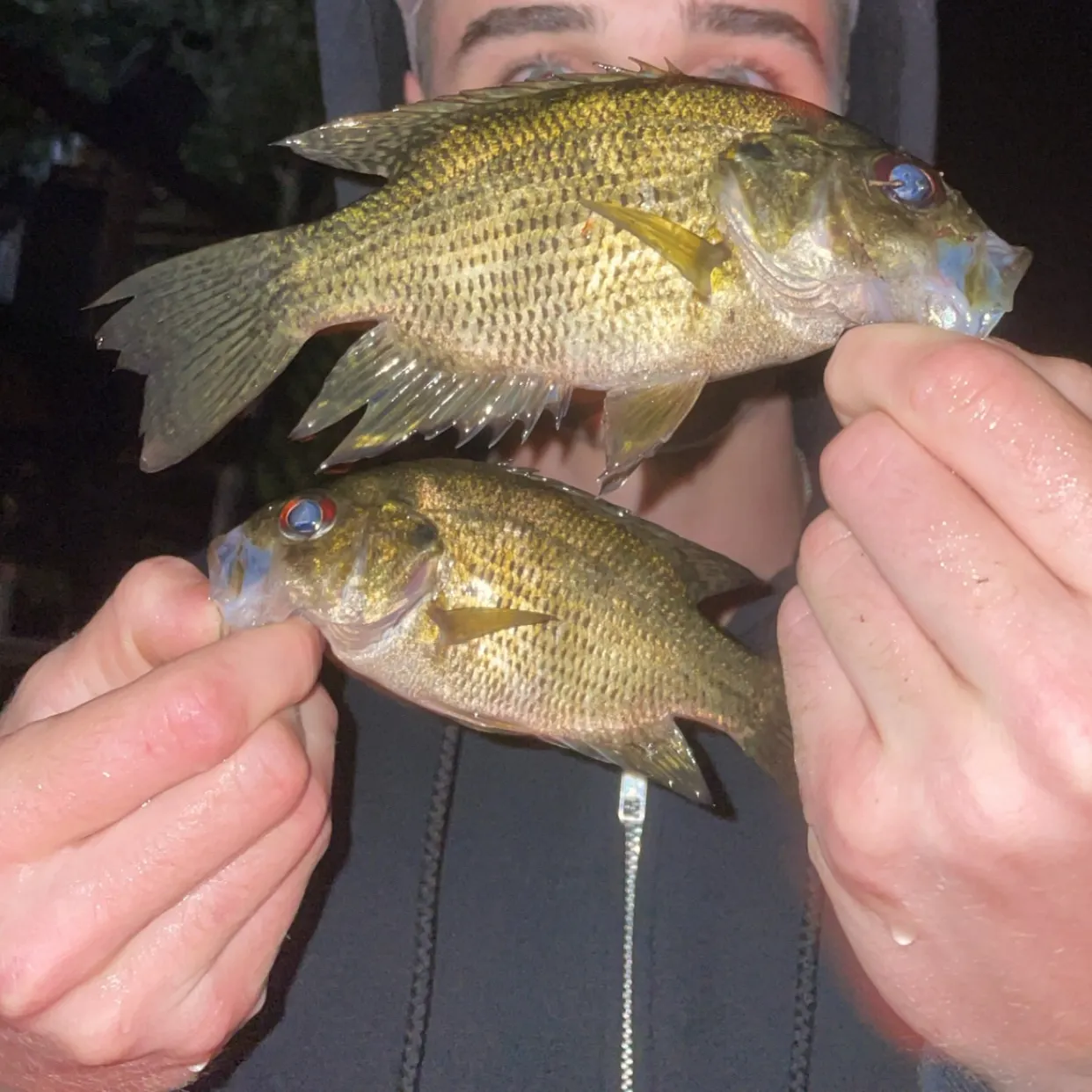 Rock bass caught on Fishbrain