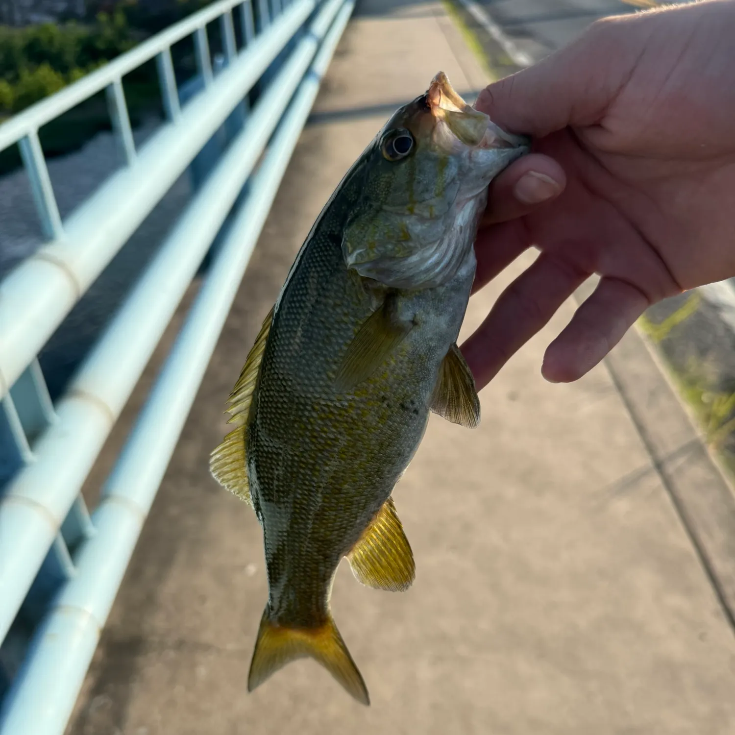 Smallmouth bass caught on Fishbrain