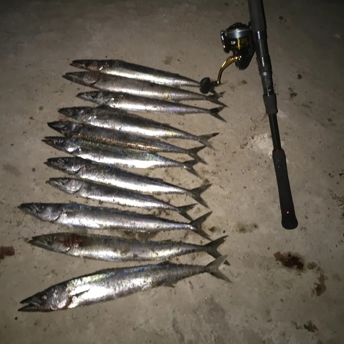 recently logged catches