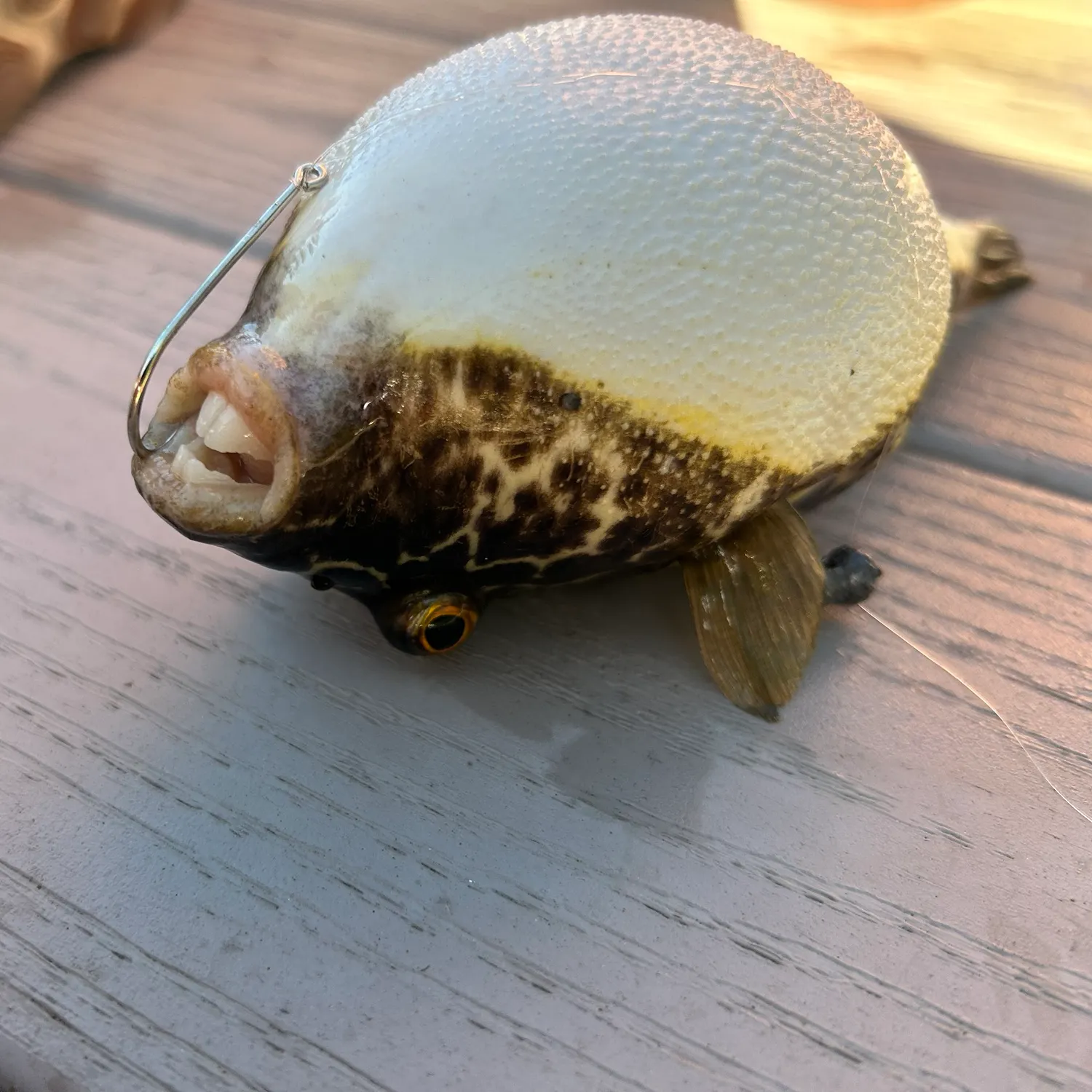 The most recent Spotted green pufferfish catches on Fishbrain