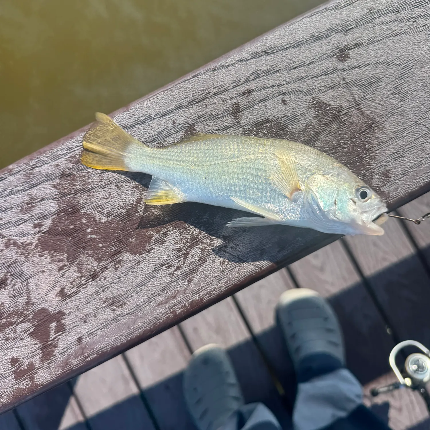 Silver perch caught on Fishbrain