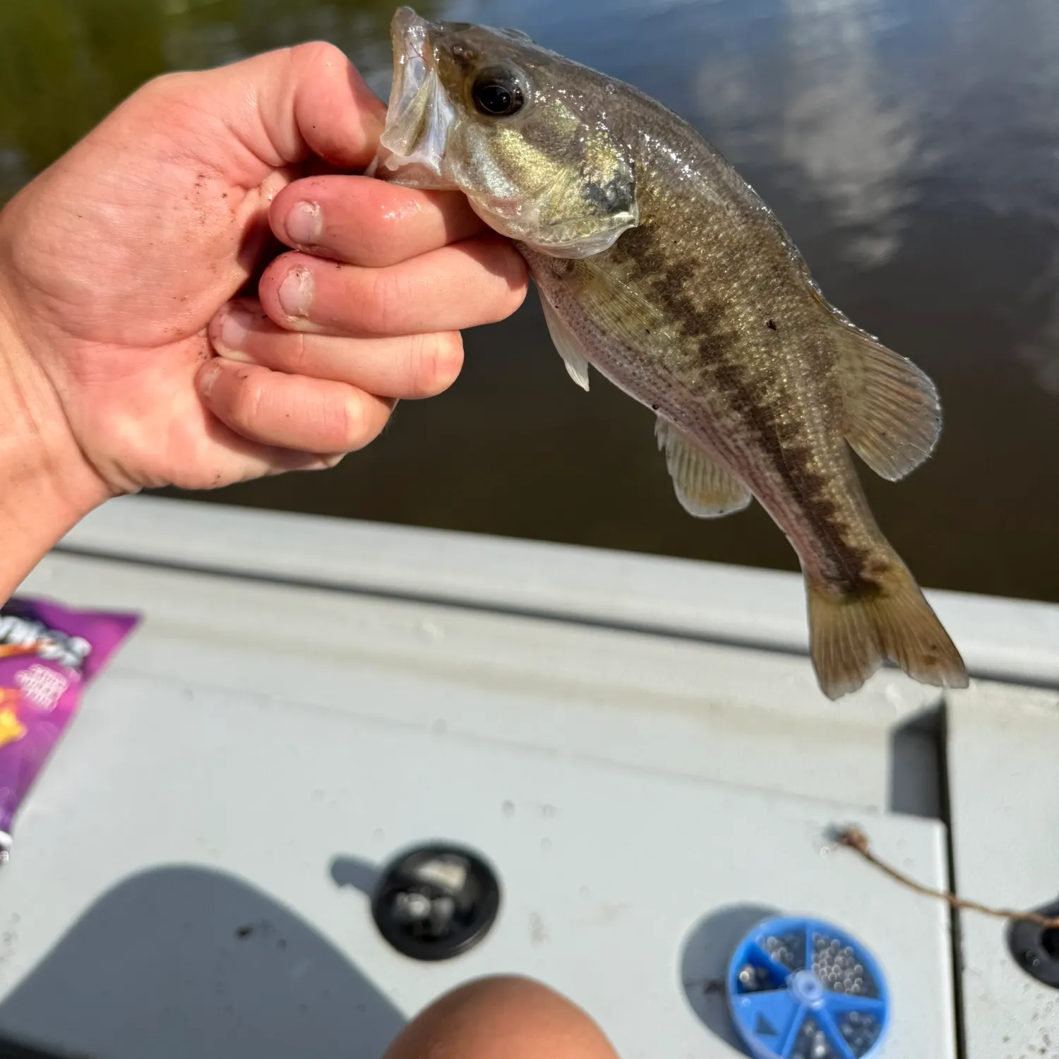 The most recent Shoal bass catches on Fishbrain