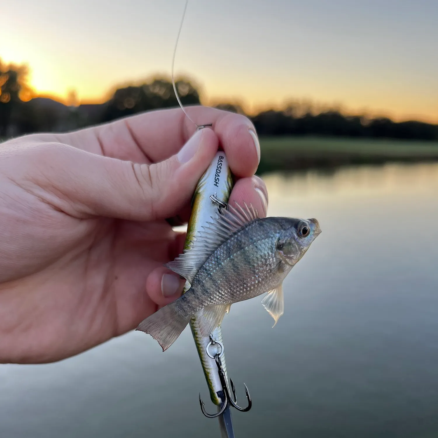Redbreast tilapia caught on Fishbrain